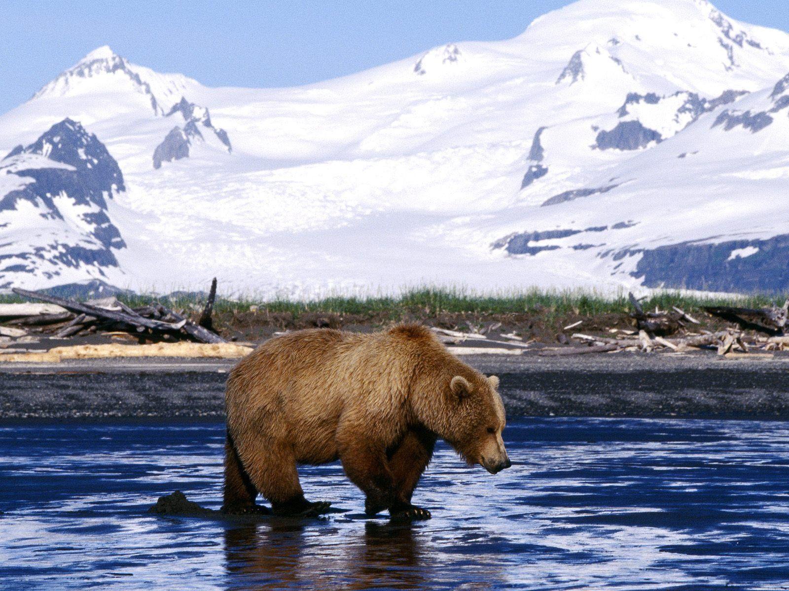 1600x1200 Brown Bear Wallpaper. Animals Libraryanimals Library.