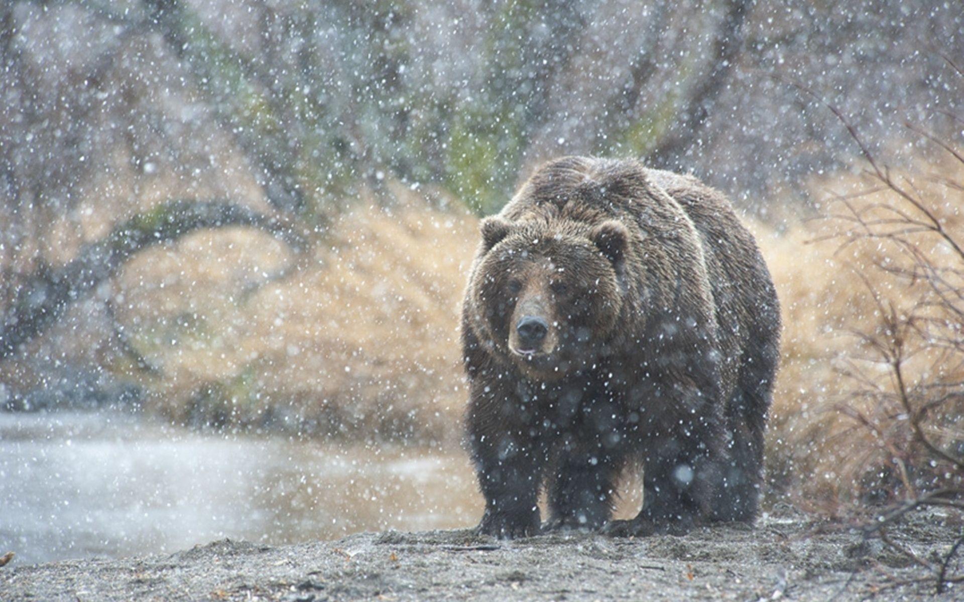 1920x1200 HD Bear