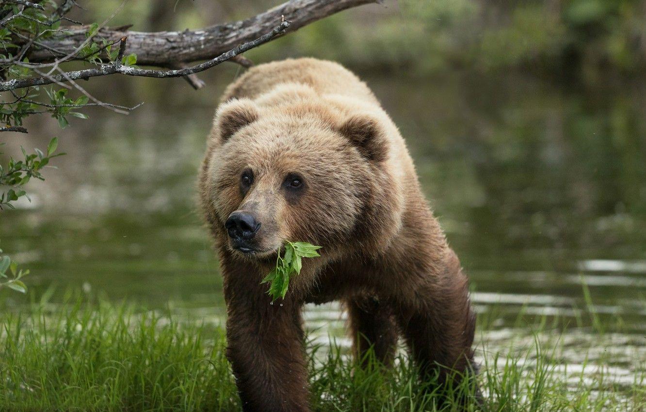 1332x850 Wallpaper grass, water, Alaska, leaf .