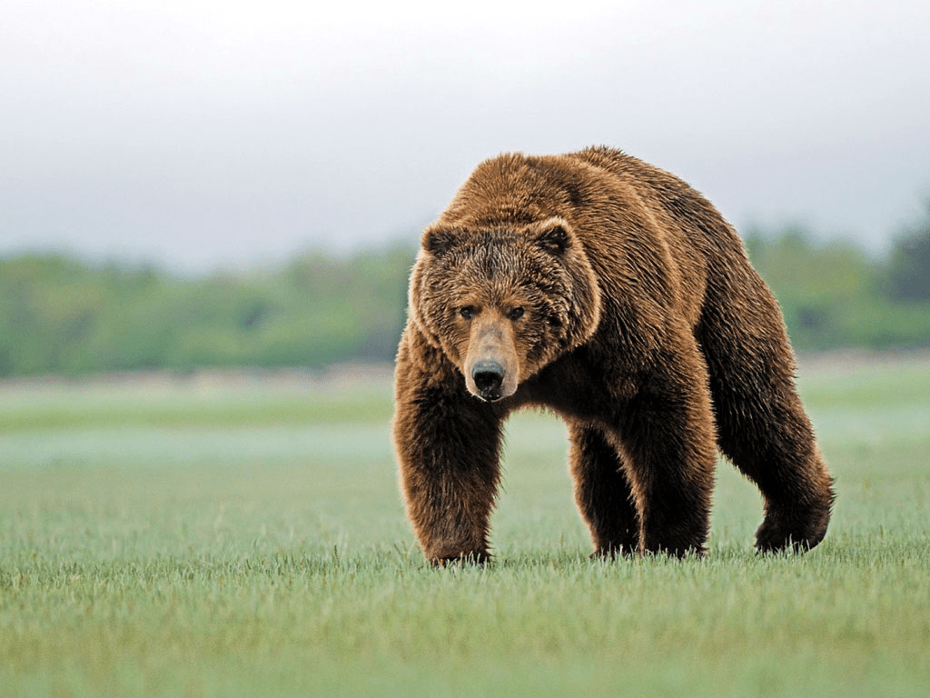 1024x768 great brown bear. Bear stuffed animal .com