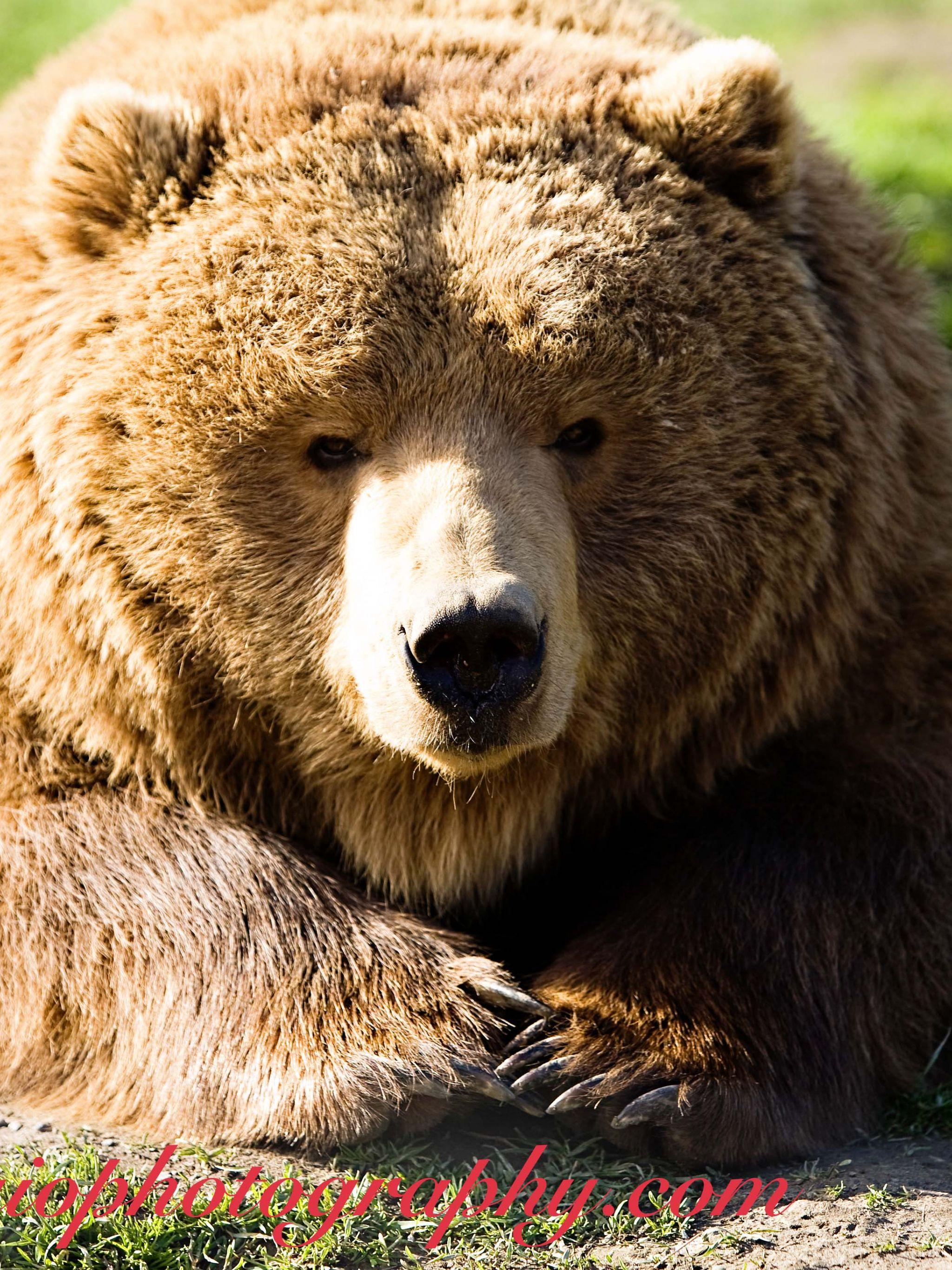 2048x2732 Free download Kodiak Bears Brown Bears .