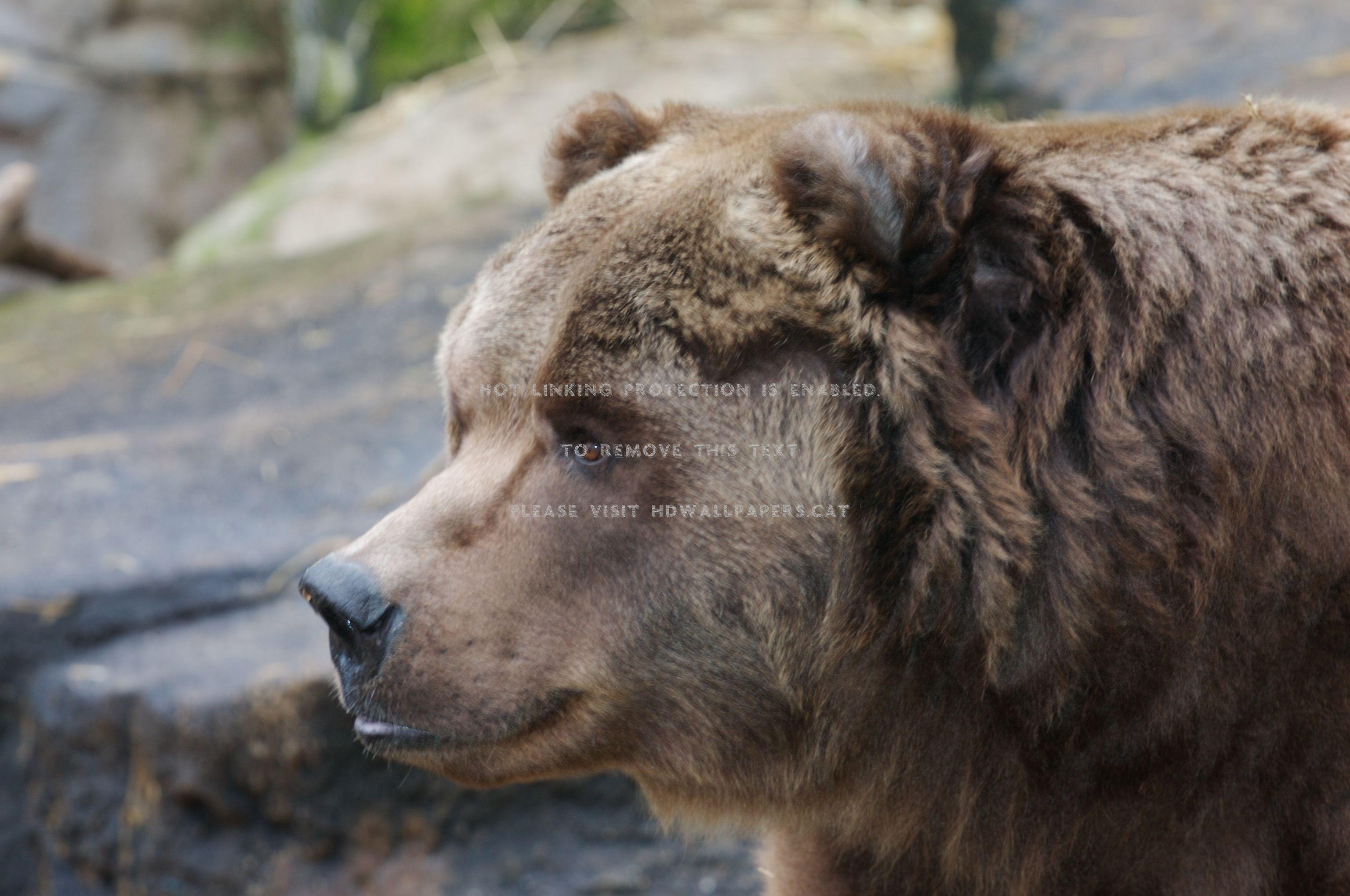 3072x2040 kodiak bear strong predator beautiful brownhdwallpaper.cat