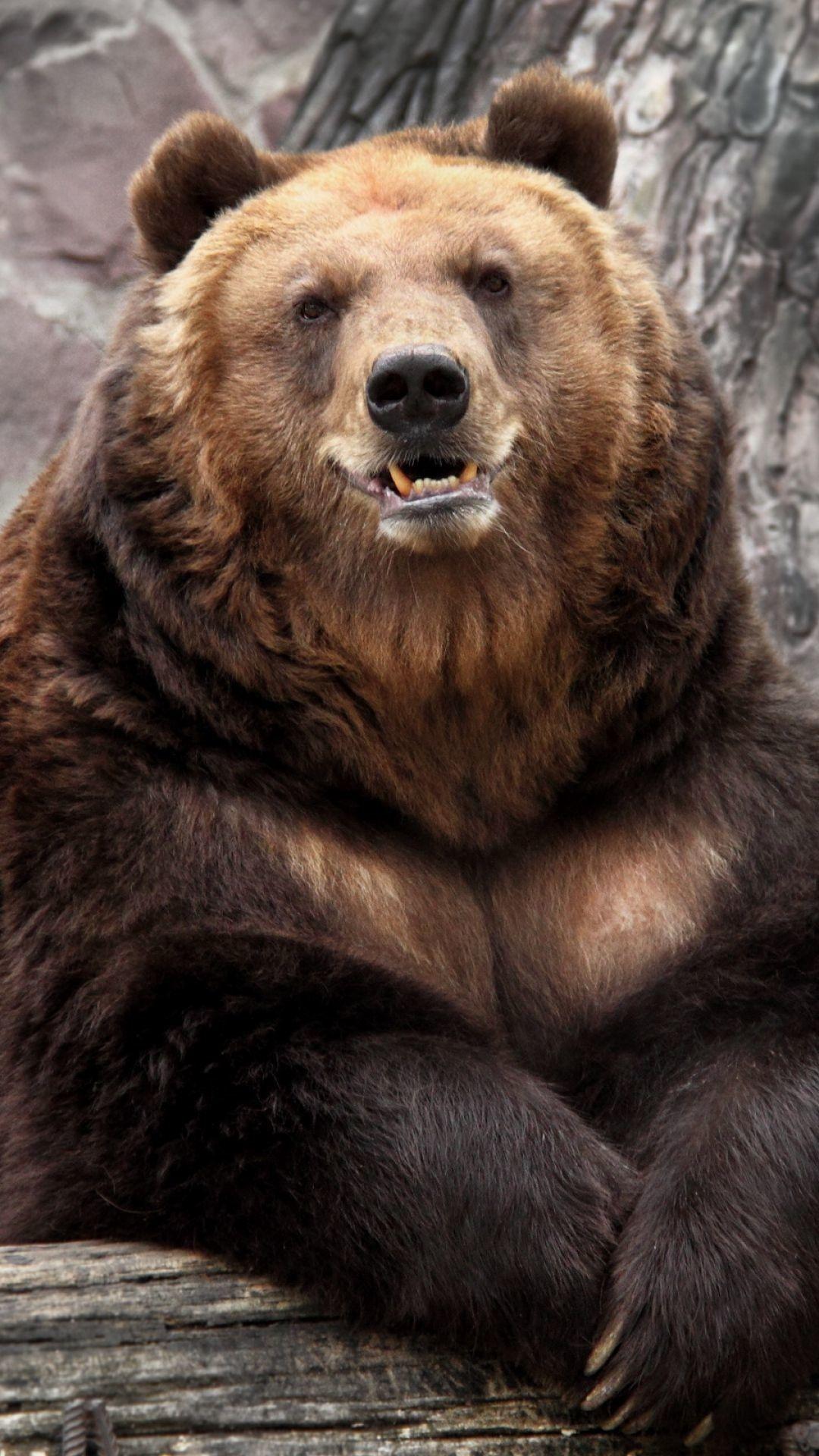 1080x1920 Angry Grizzly Bear iPhone Wallpapergrizzlybearattacks.