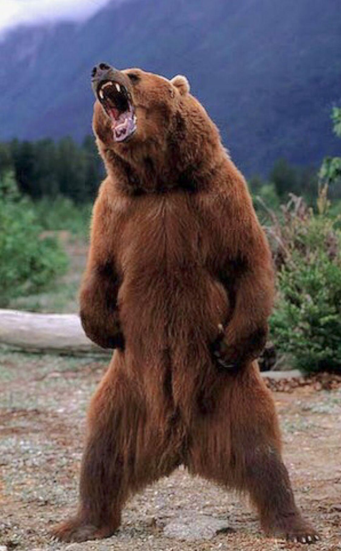 1122x1811 Kodiak bear, Grizzly bear .com