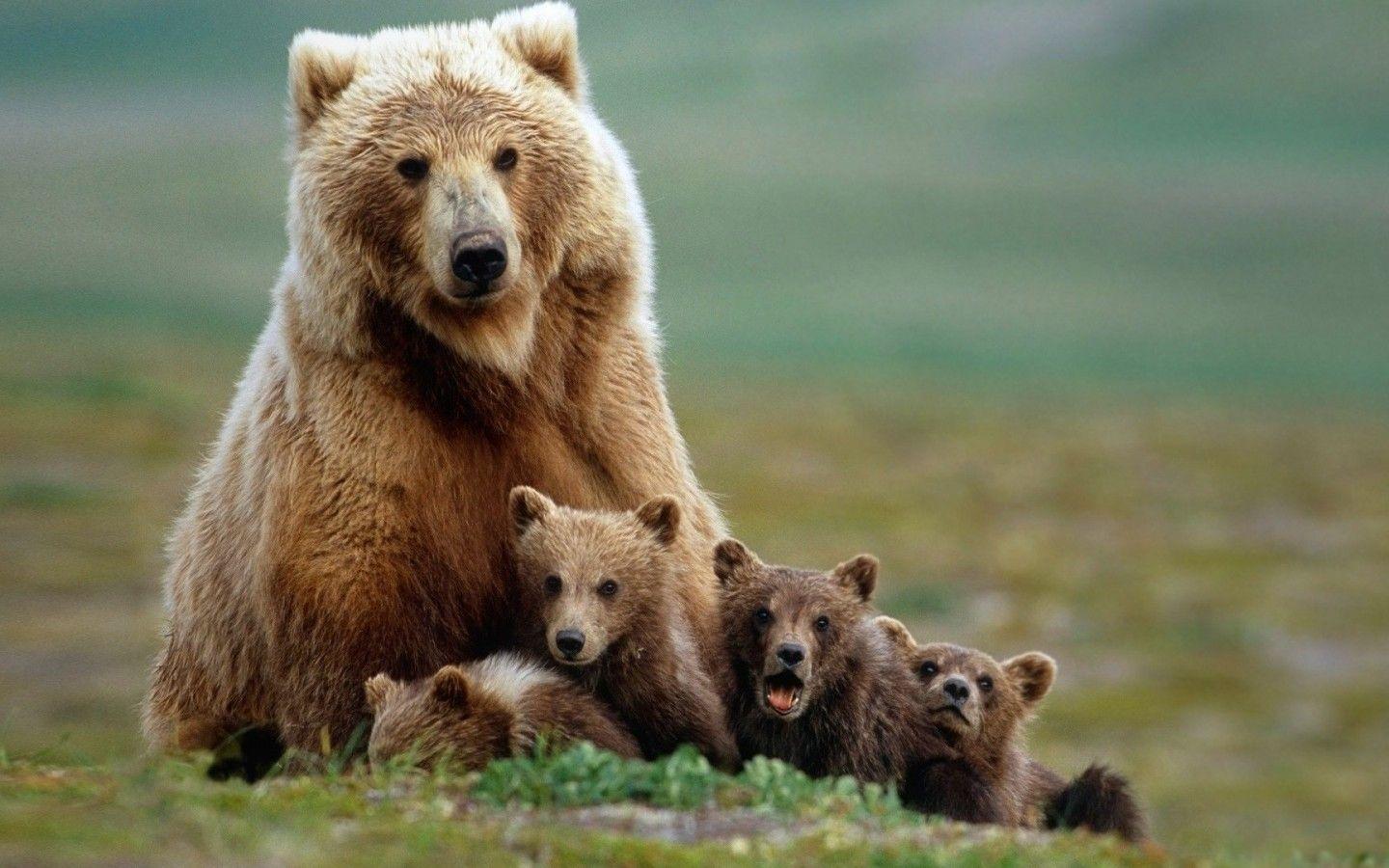 1440x900 Baby Bear Wallpaper 1920x1080 61012 .