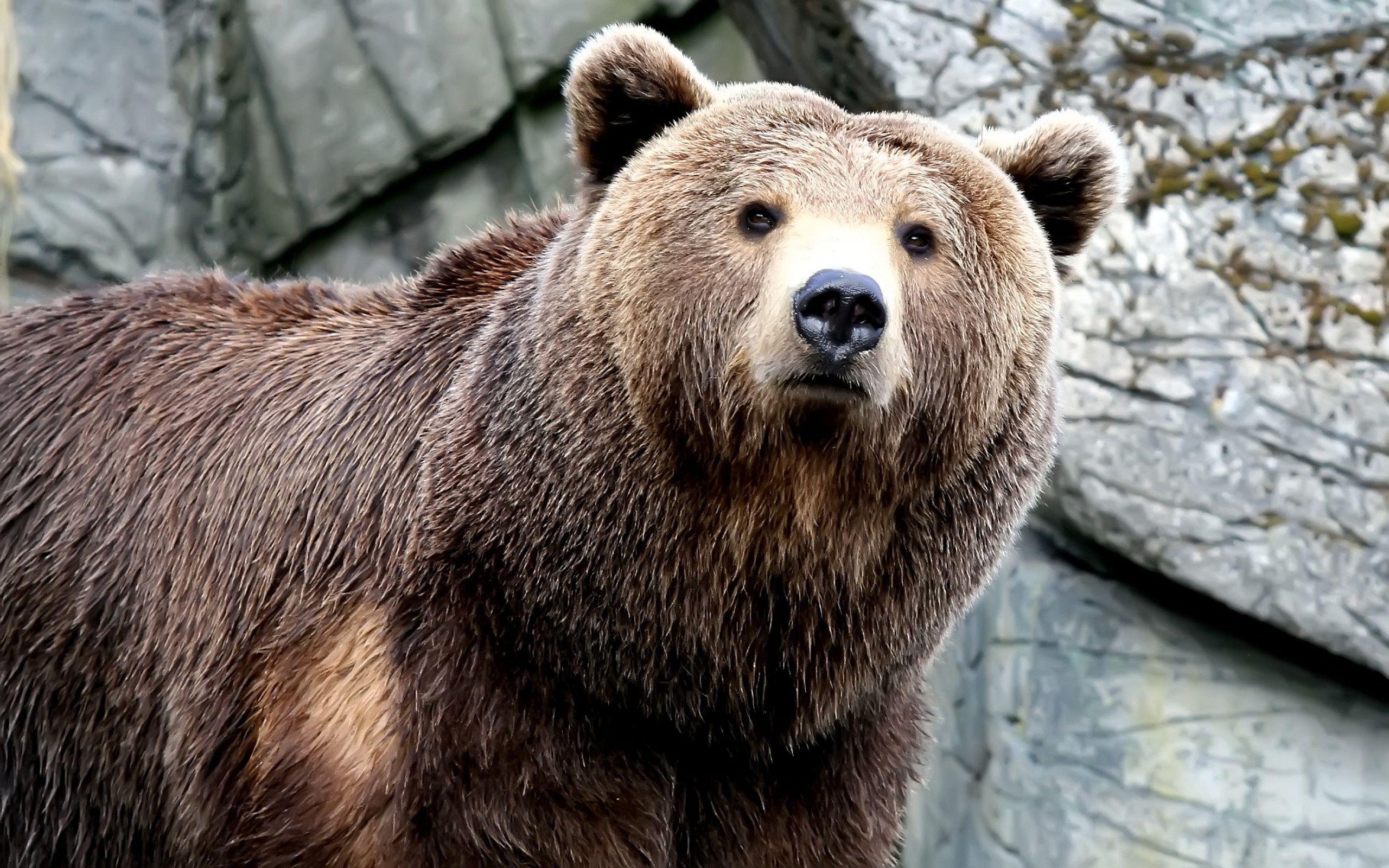 2560x1600 Bear