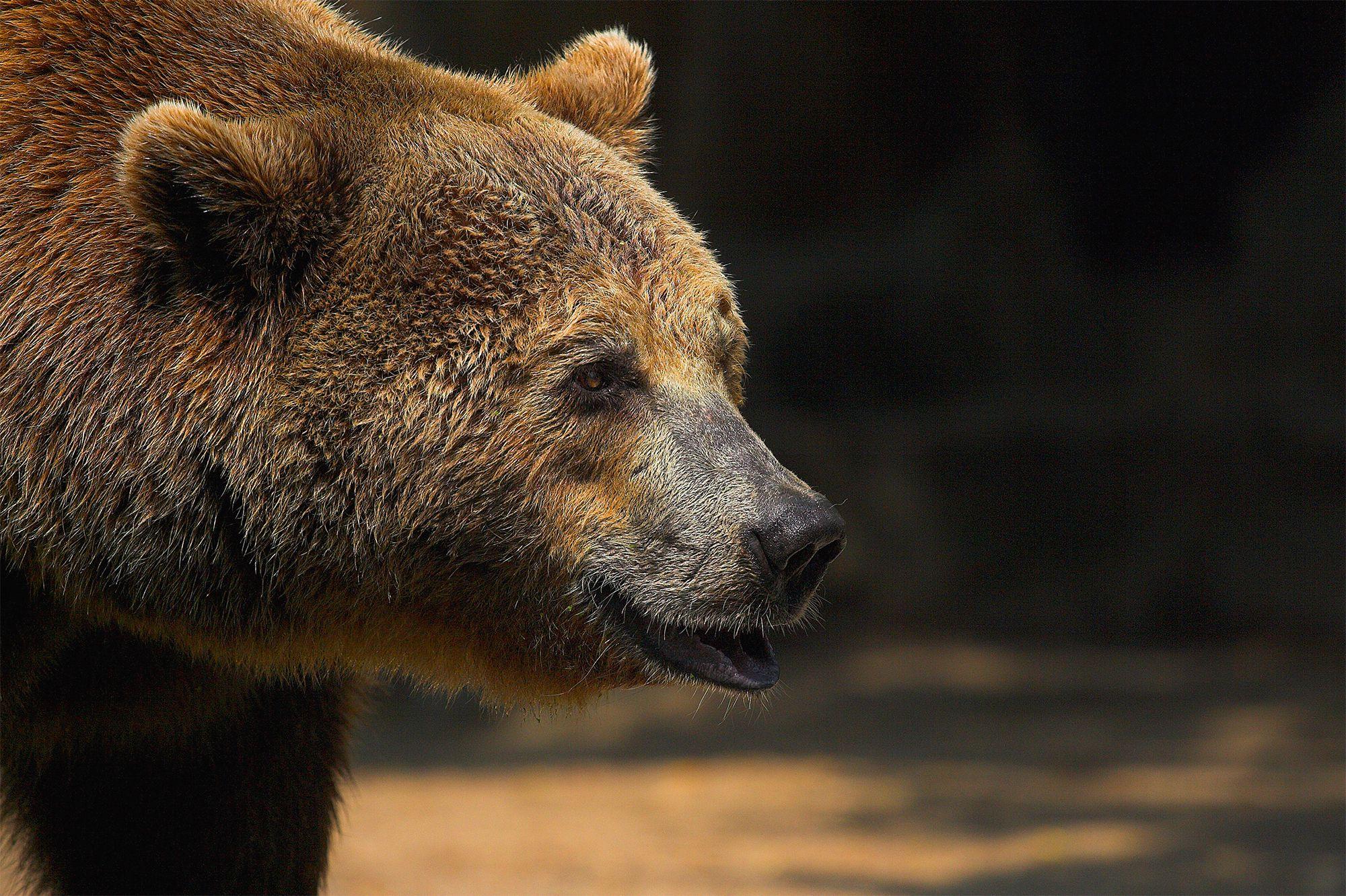 2000x1332 Brown Bear Wallpapergallery.