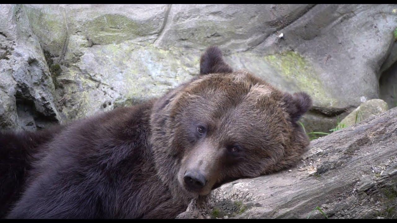 1280x720 brown bear wallpaper bear .