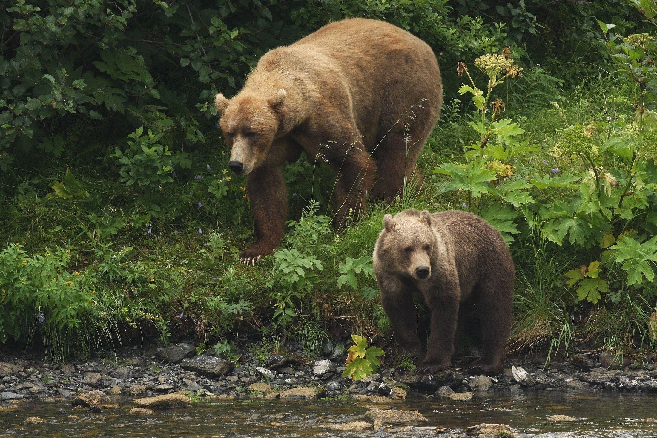 2200x1466 of fur, furry, kodiak