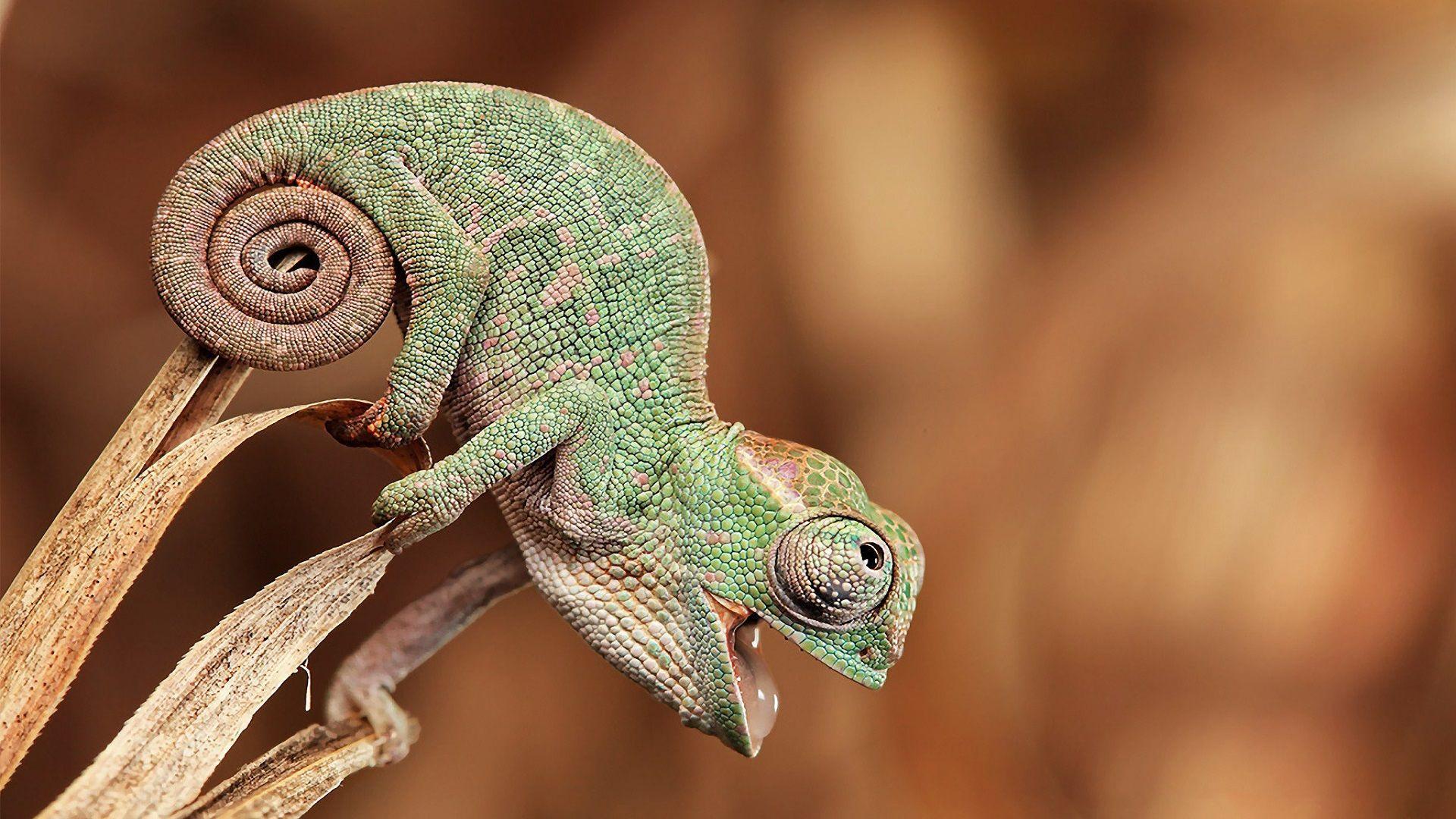 1920x1080 Baby Chameleon. Download HD Wallpaper .com