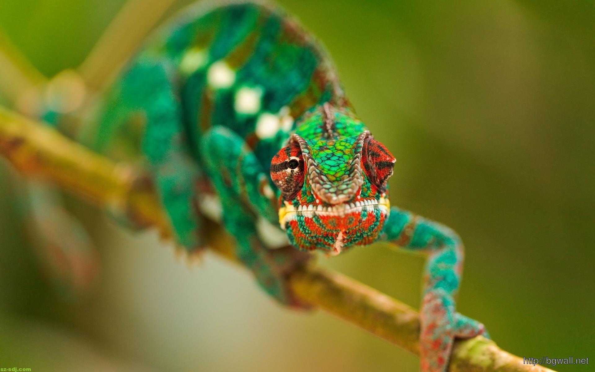 1920x1200 Cute Chameleon Wallpaper For Mobile .