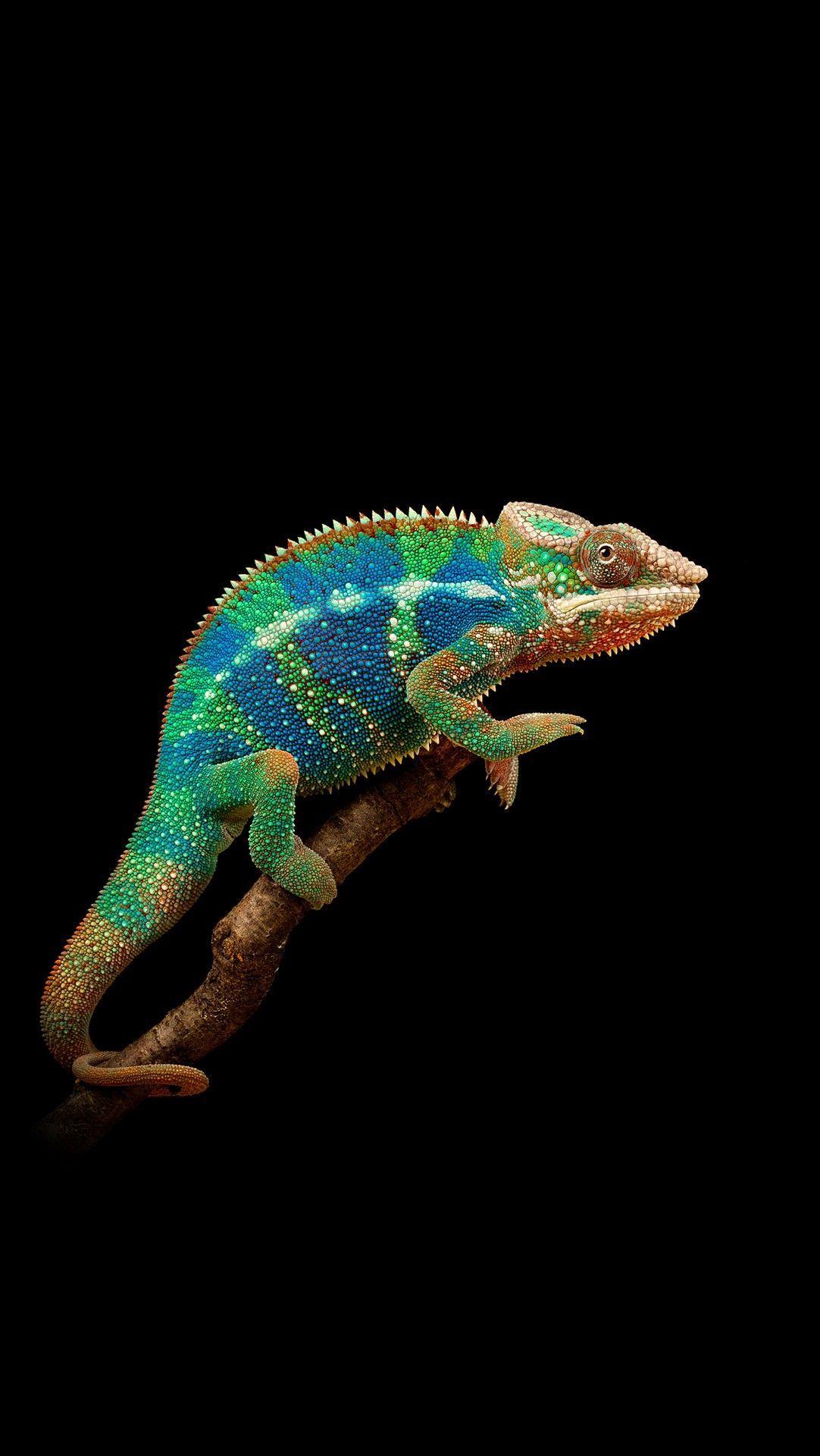 1082x1920 Cute reptiles, Animal wallpaper .com