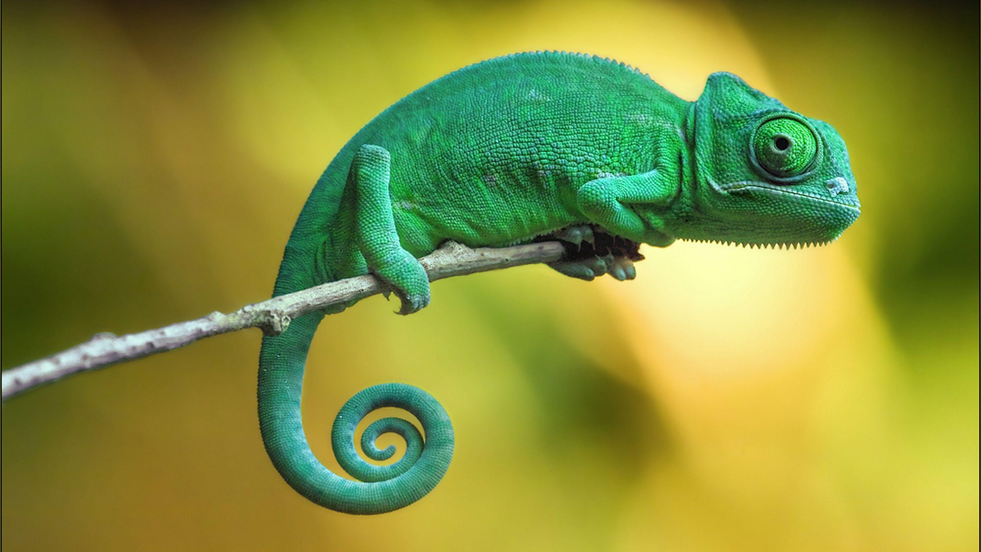 3840x2160 Free download Wallpaper chameleon 4k .