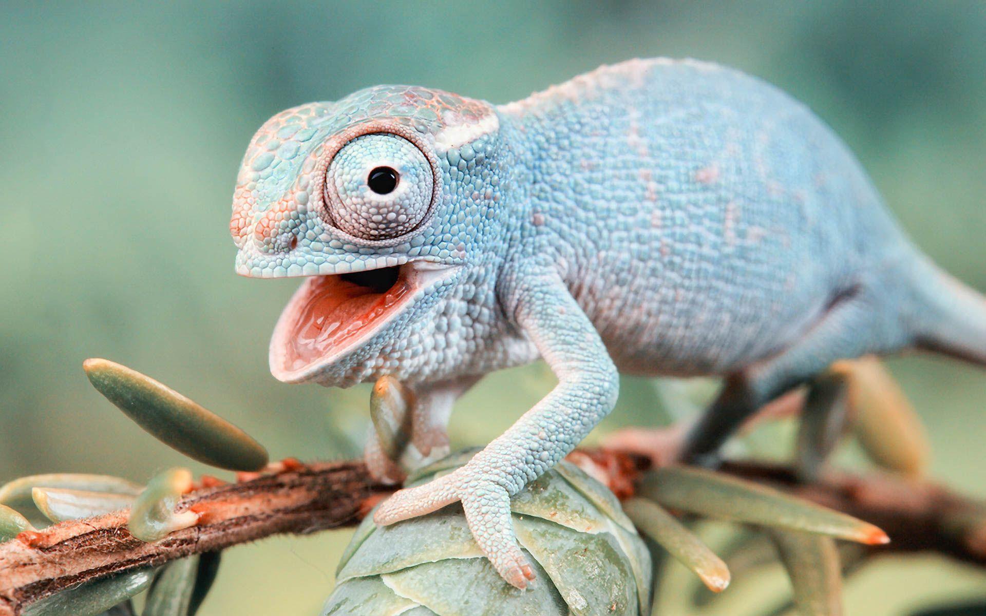 1920x1200 Chameleon Anime New HD Wallpaper .