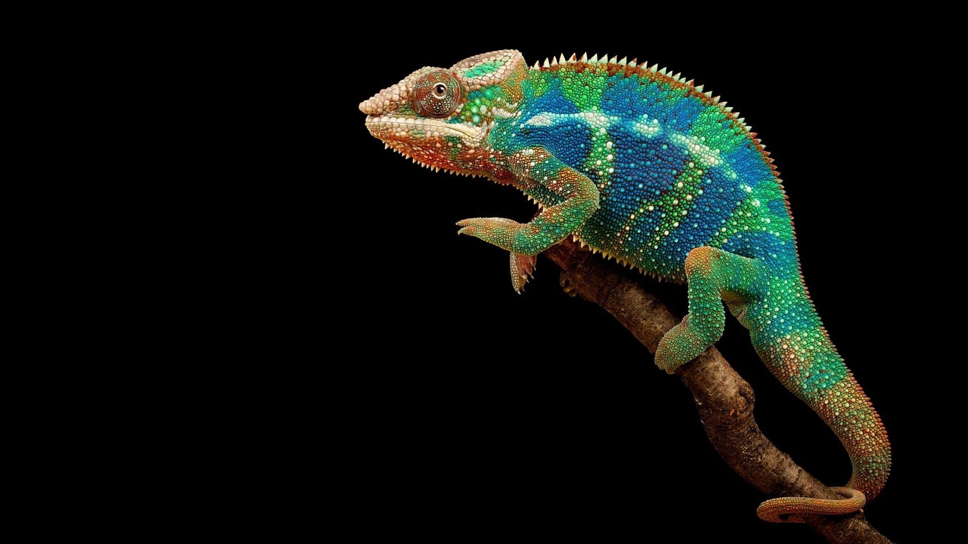 1920x1080 Chameleon Wallpaper .