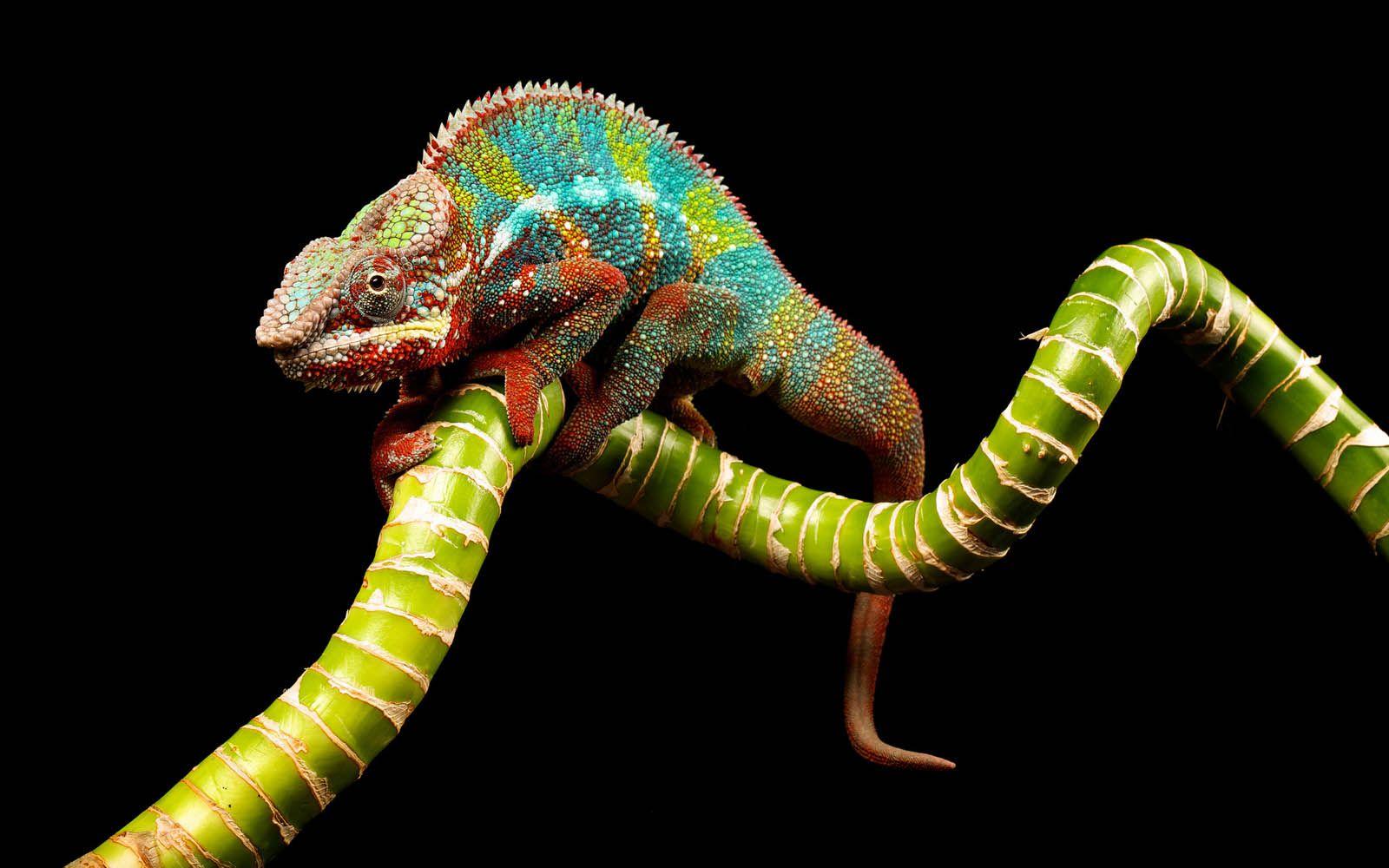 1600x1000 Free download Tag Chameleon Wallpaper .