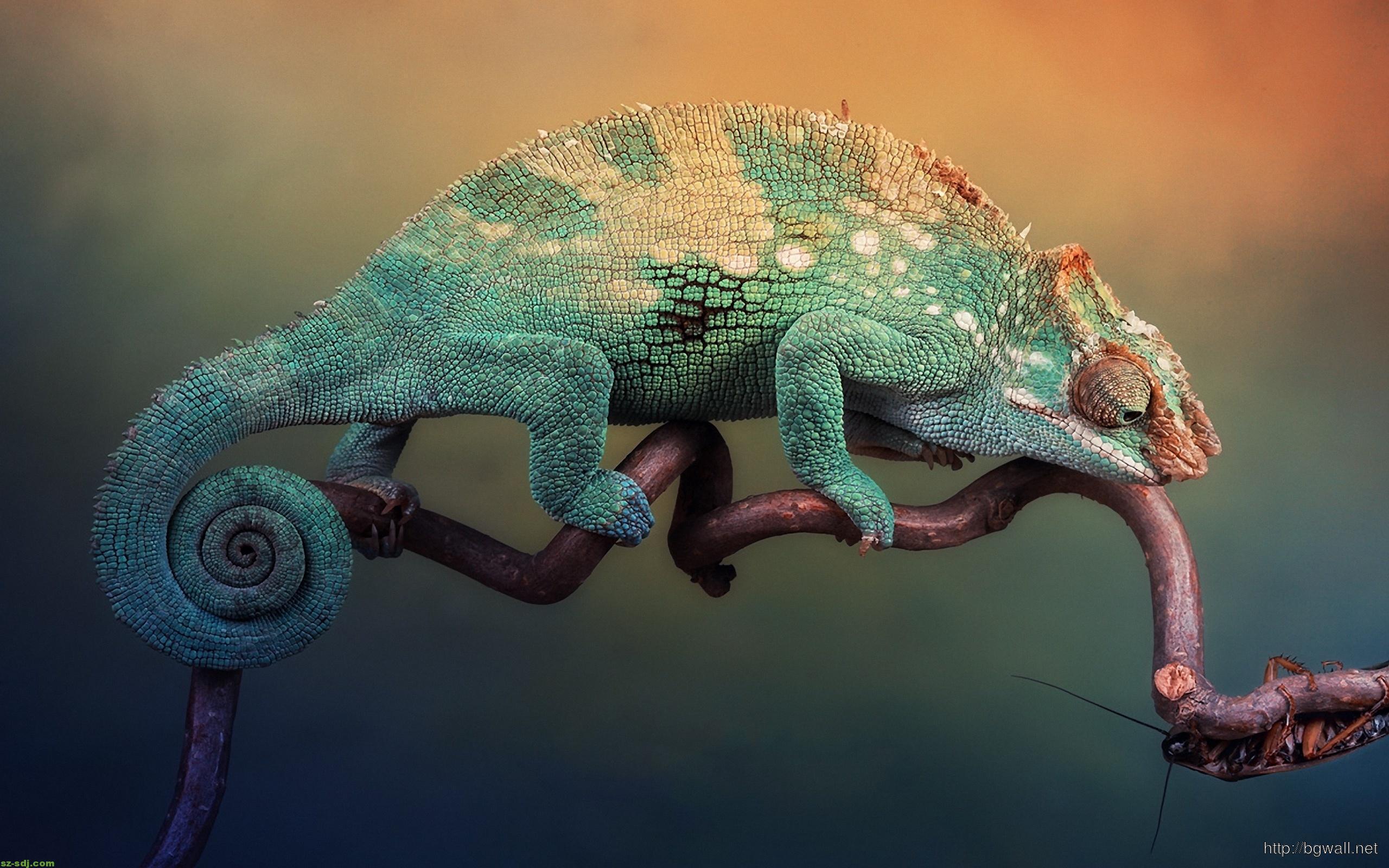 2560x1600 Cute Chameleon Wallpaper Desktop .