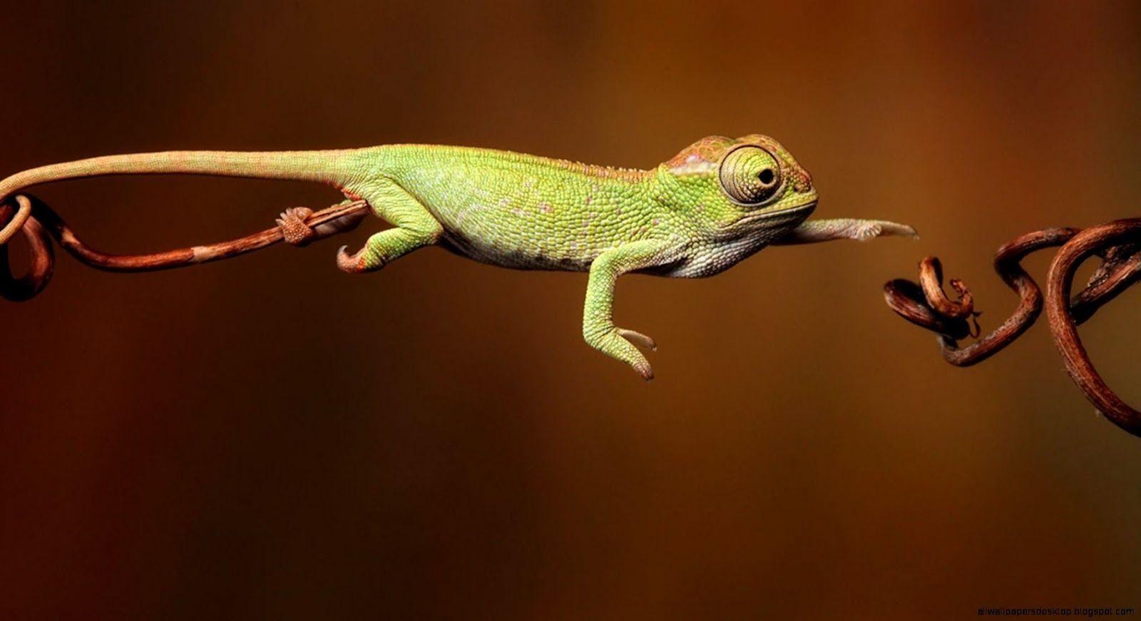 1600x871 Chameleon HD Wallpaperallwallpaperdesktop.