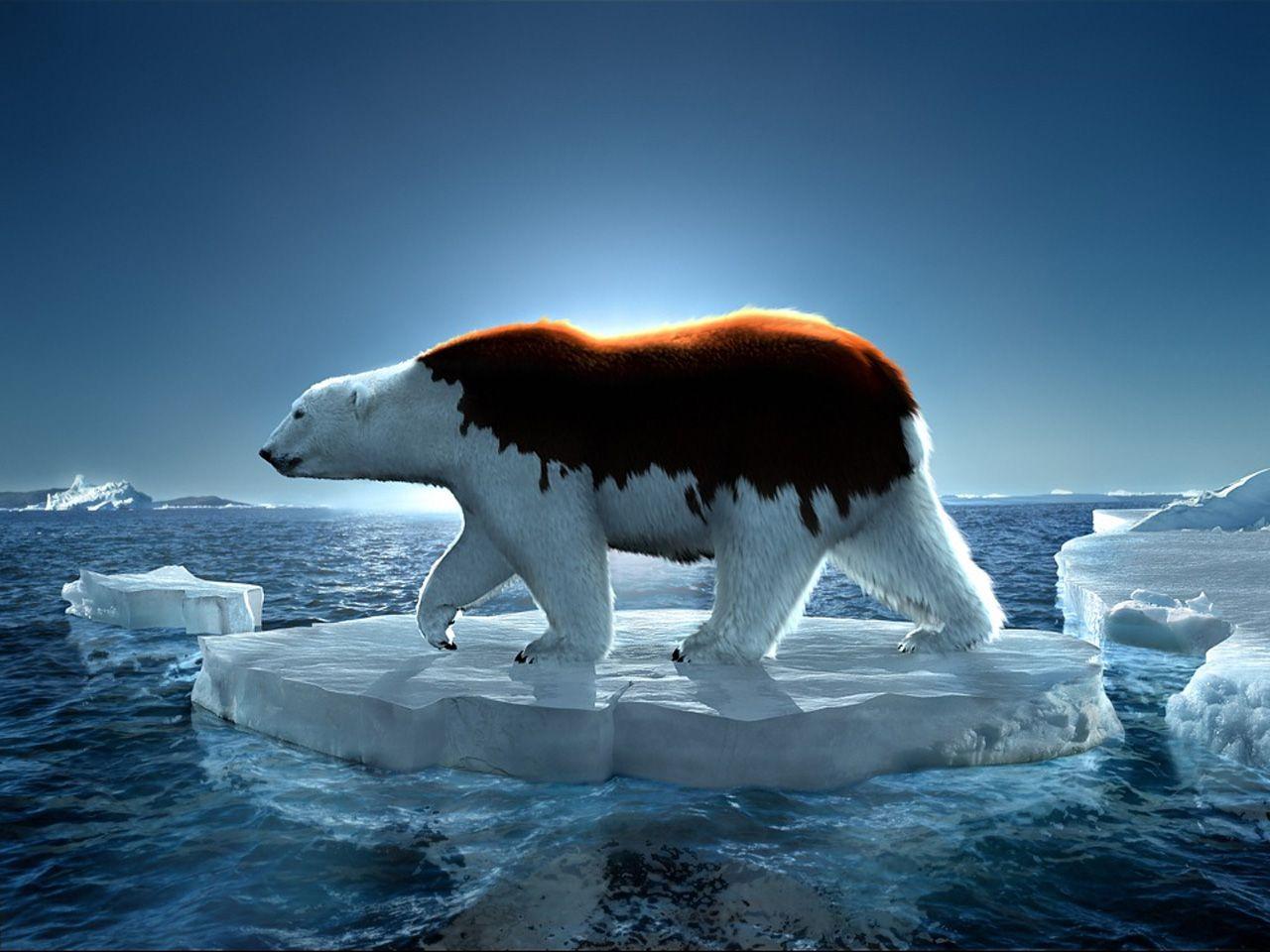1280x960 GreenPeace Polar Bear, 1280 x 960pix .