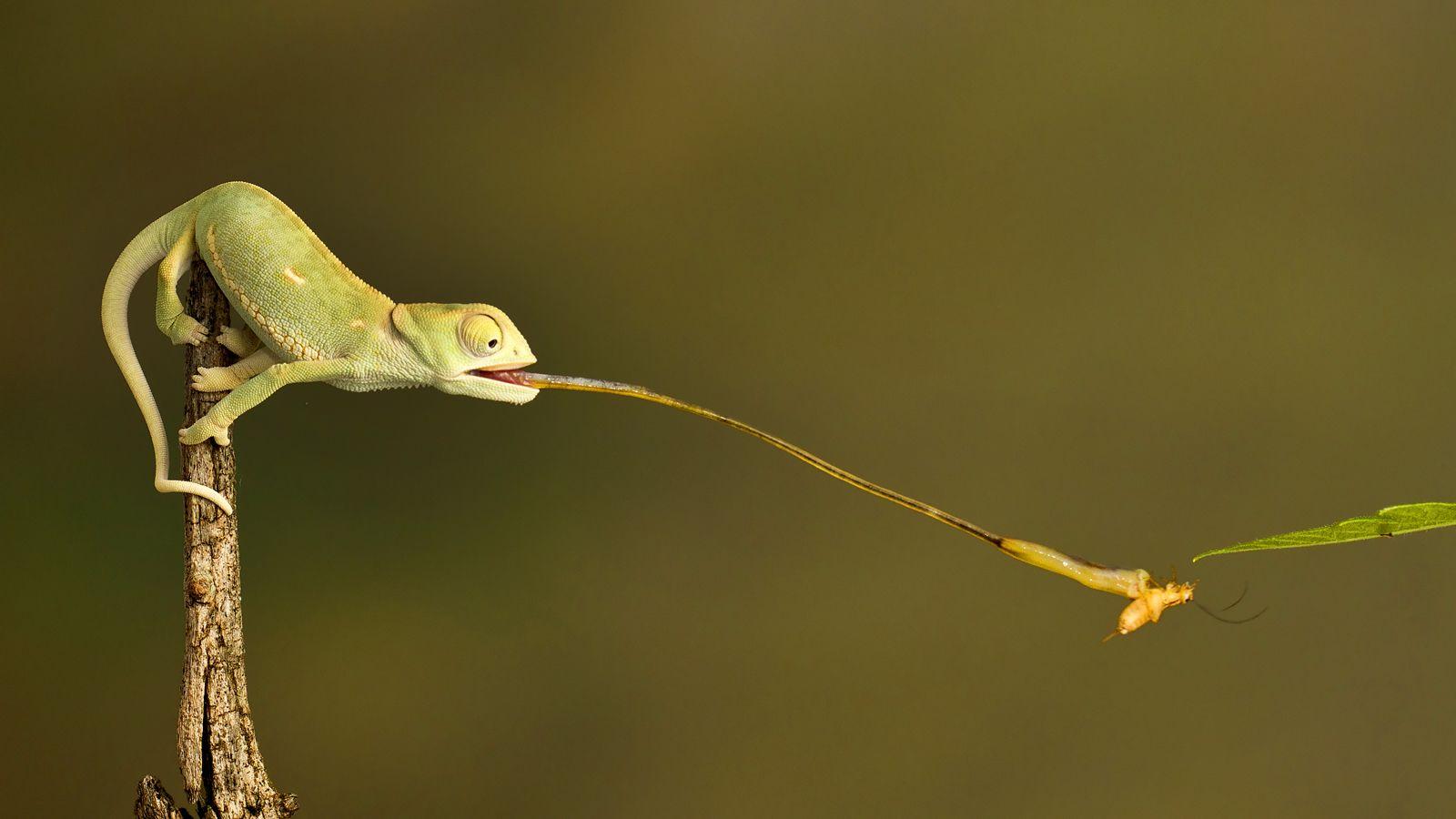 1600x900 Chameleon wallpaper, Animal, HQ .