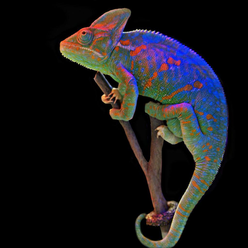 1024x1024 Baby Chameleons