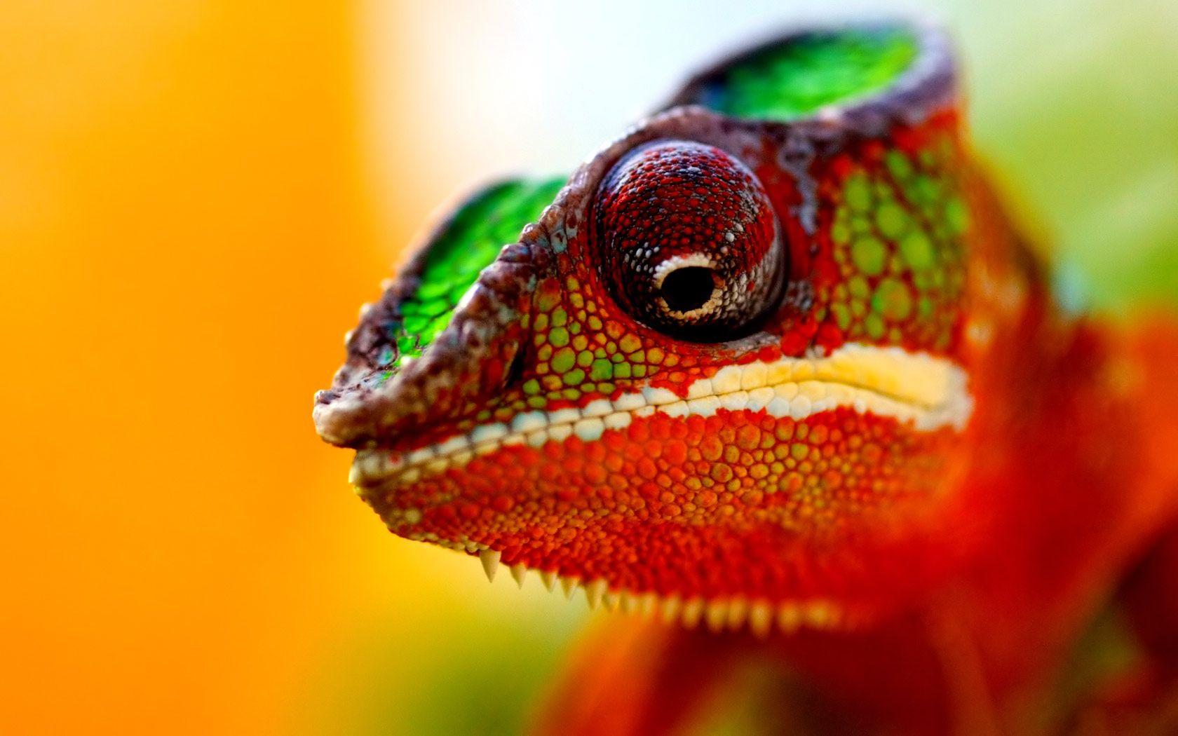 1680x1050 chameleon cute Desktop Wallpaper .hddesktopwallpaper.in