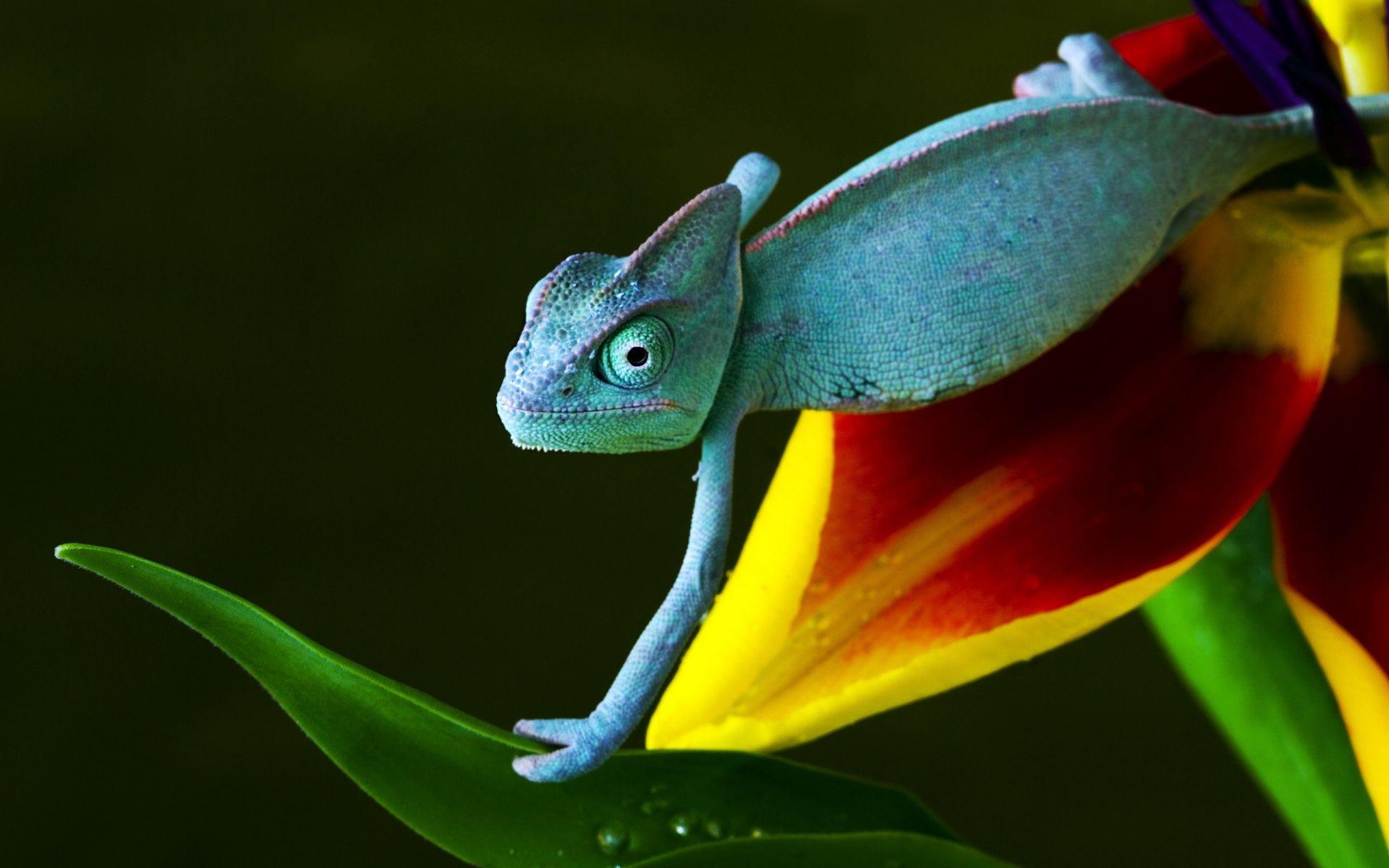 1920x1200 Chameleon Wallpaper