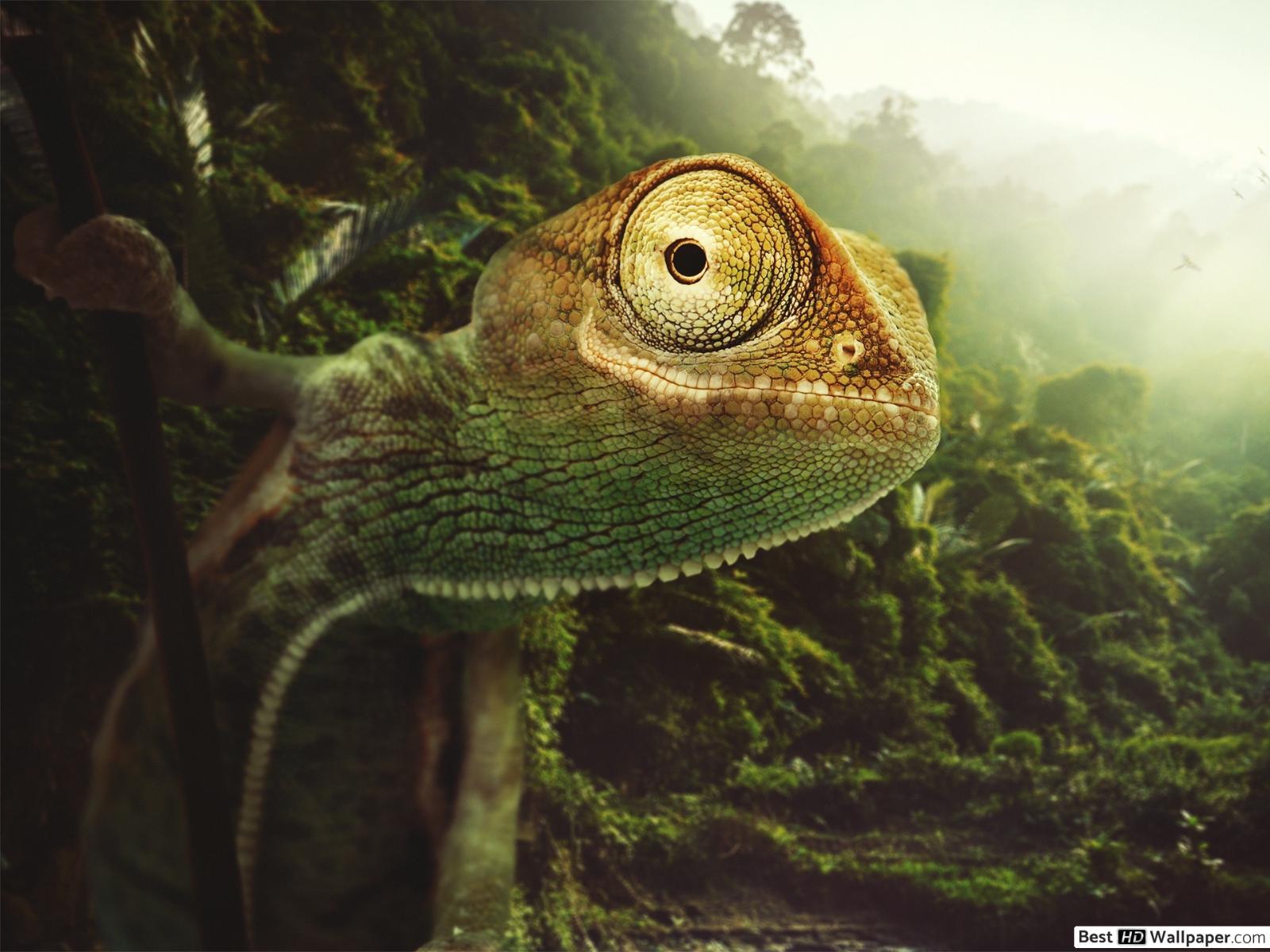 1600x1200 Chameleon background HD wallpaper