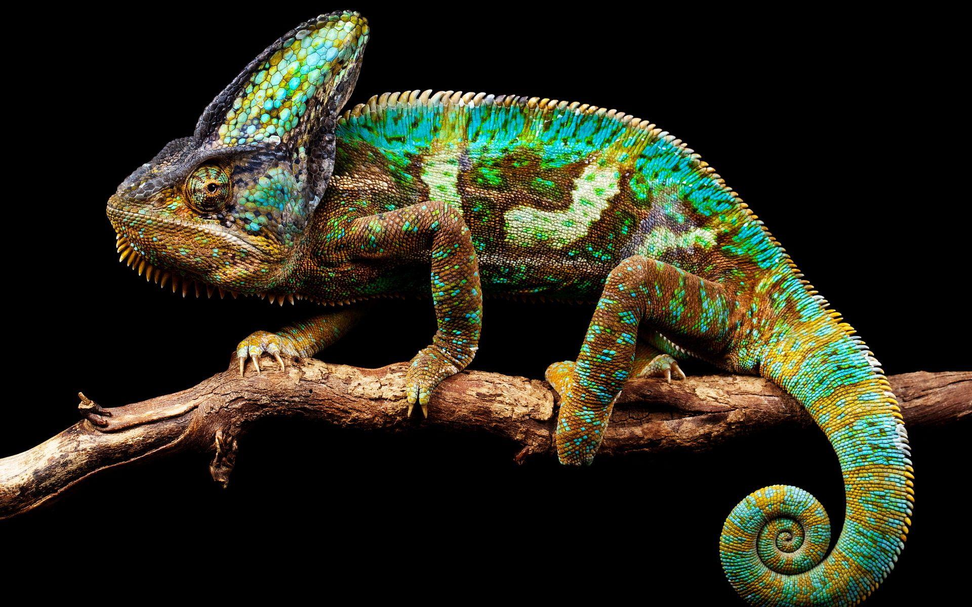 1920x1200 Chameleon