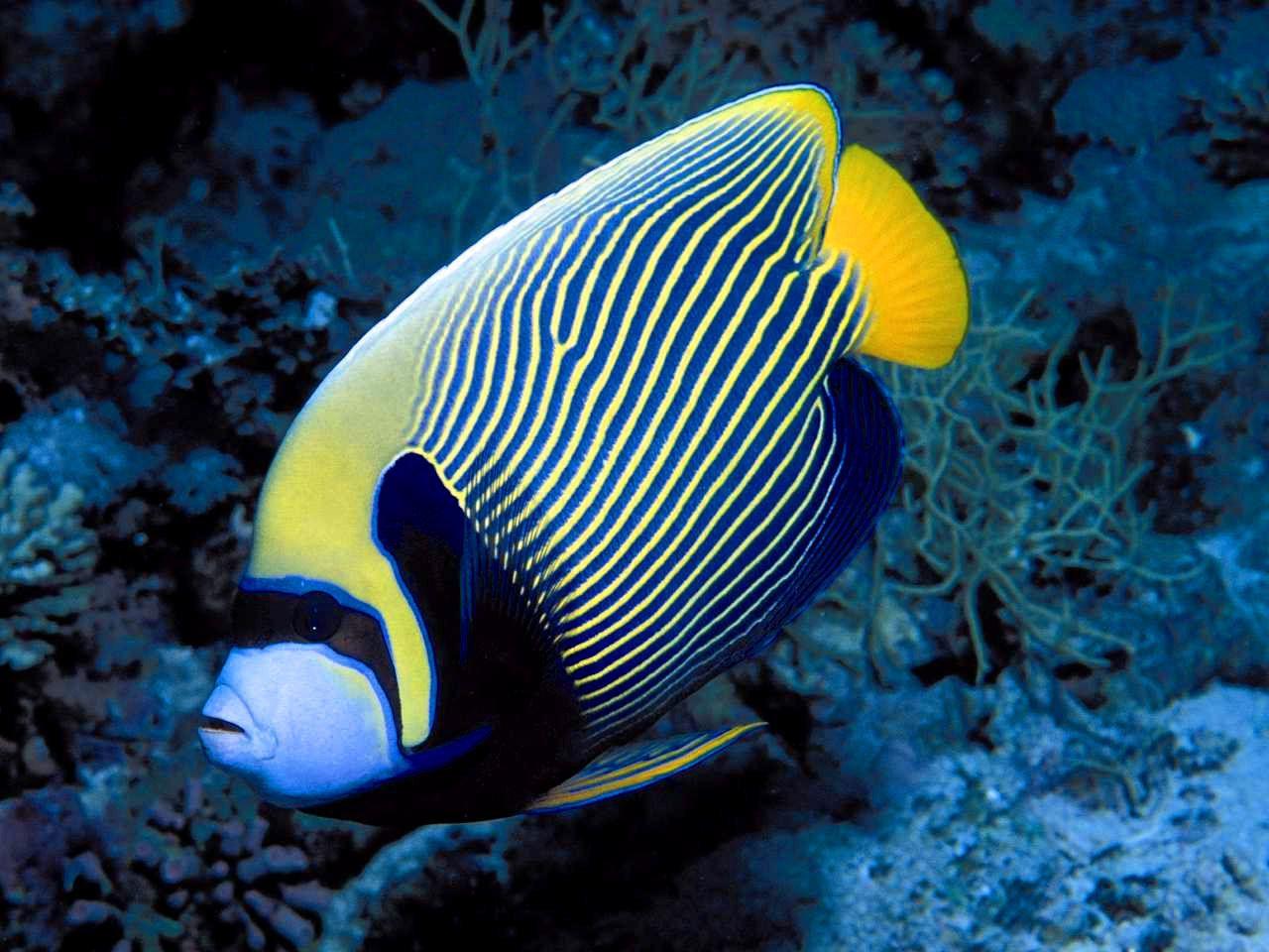 1280x960 Fishes Wallpaper