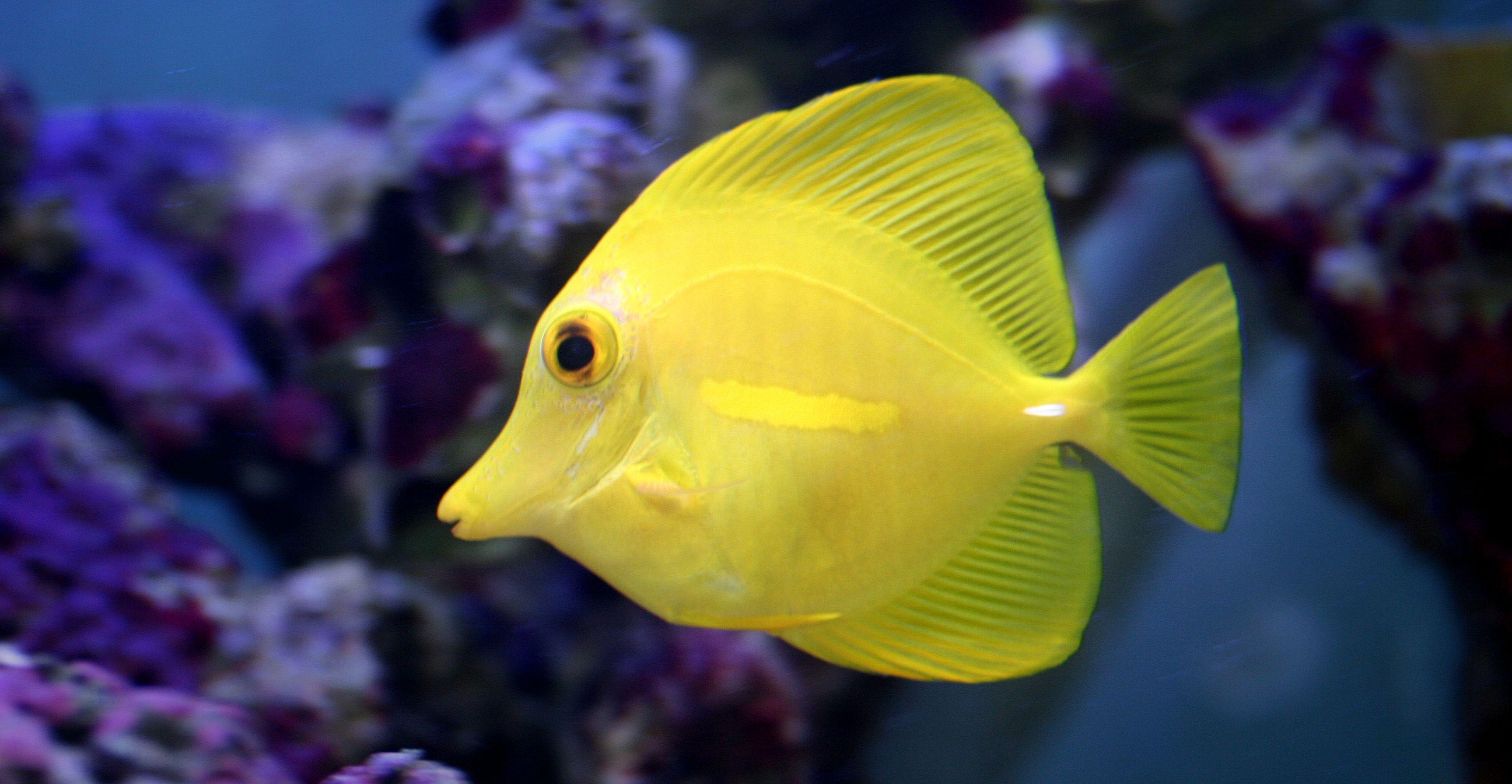 3456x1792 Marine Fish HD Picture 4 HD Wallpaper .com