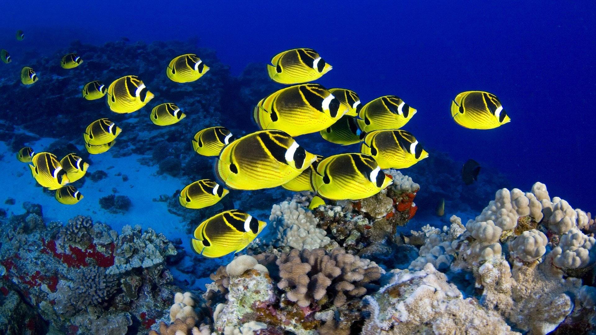 1920x1080 Saltwater Fish Wallpaper And .