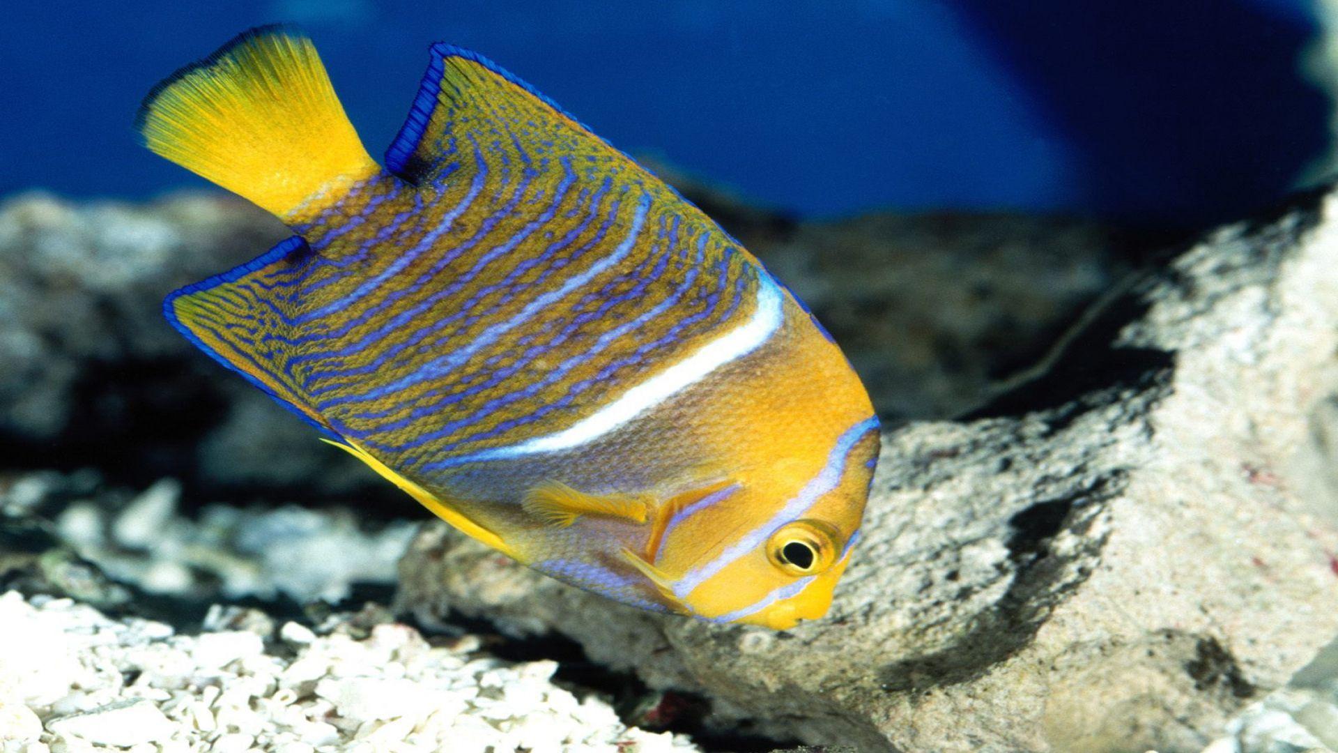 1920x1080 Marine Fish Wallpaperhd