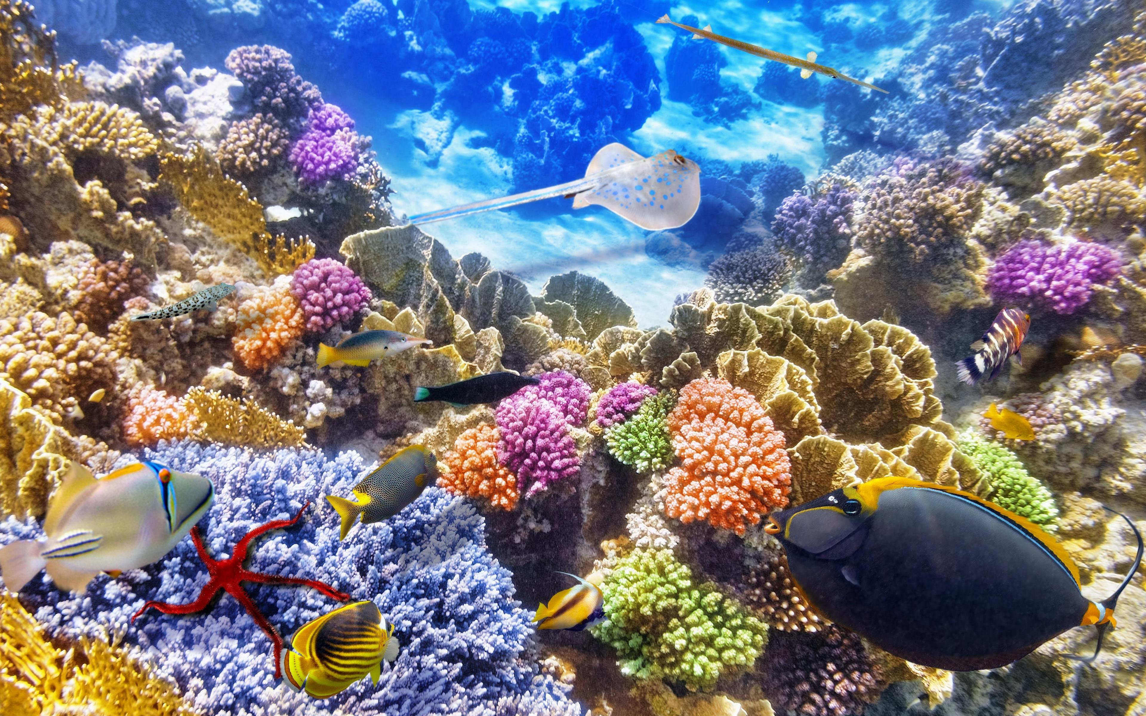 3840x2400 Marine Life Underwater Fishes Wallpaper .