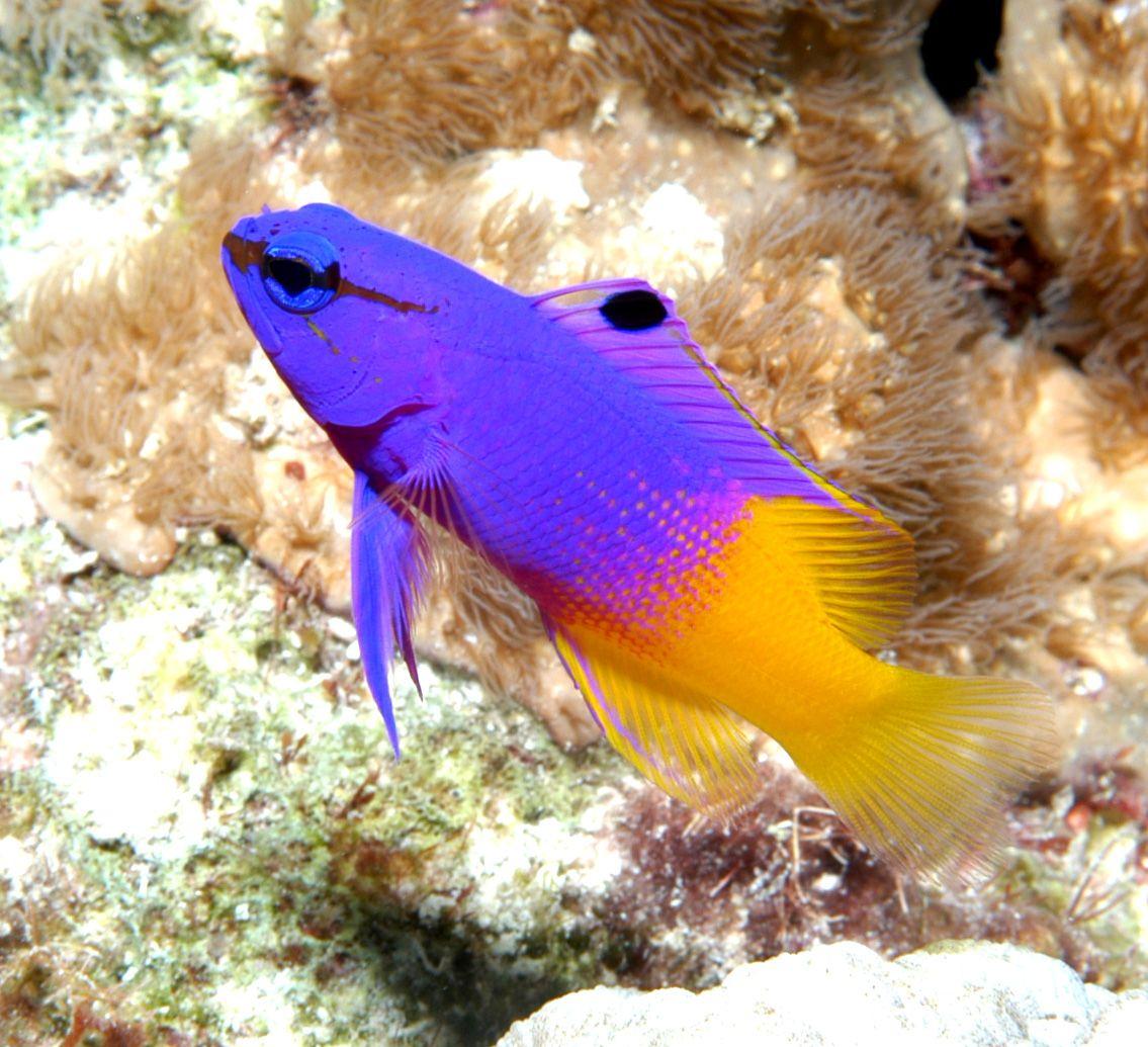 1135x1035 Saltwater Fish Wallpaper Free on .