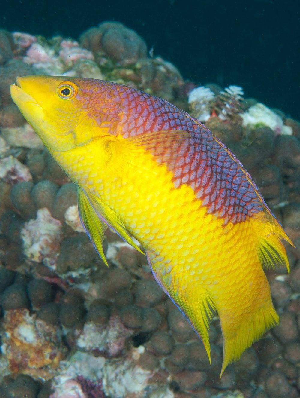 1000x1324 Marine Fish Picture. Download Free .com