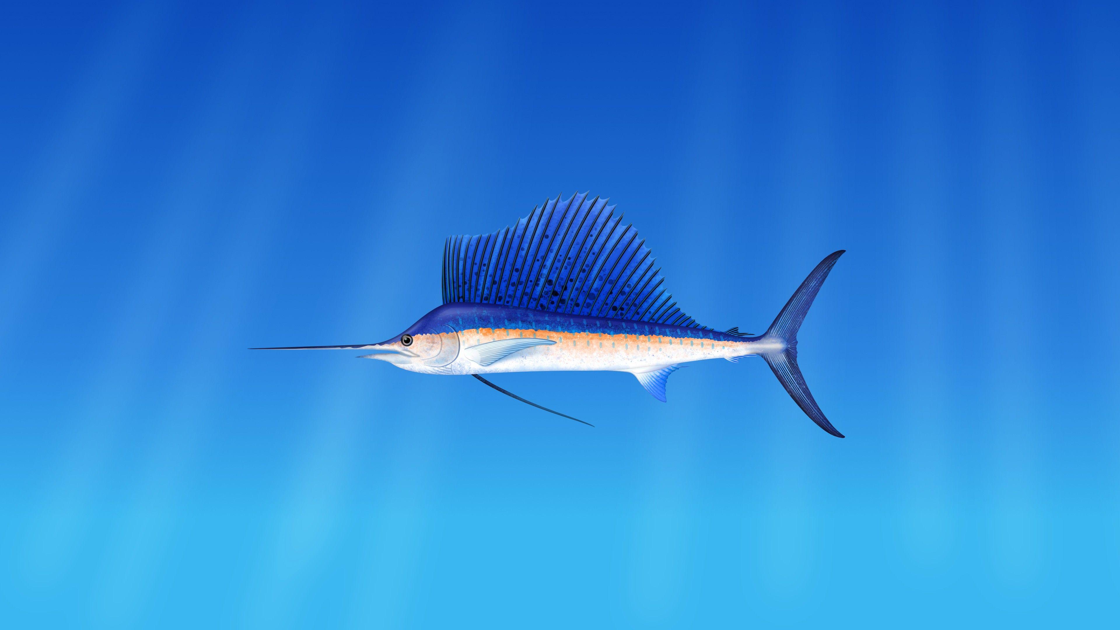 3840x2160 Marine fish marlin on a blue background .