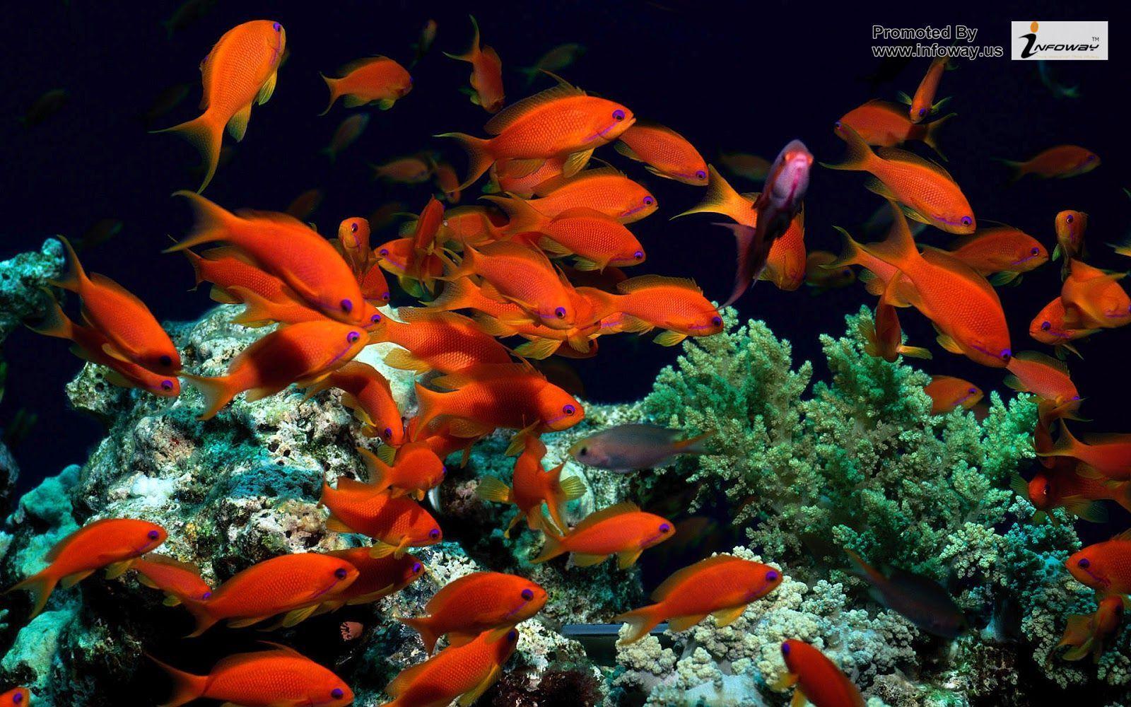 1600x1000 Saltwater Fish Wallpaper .