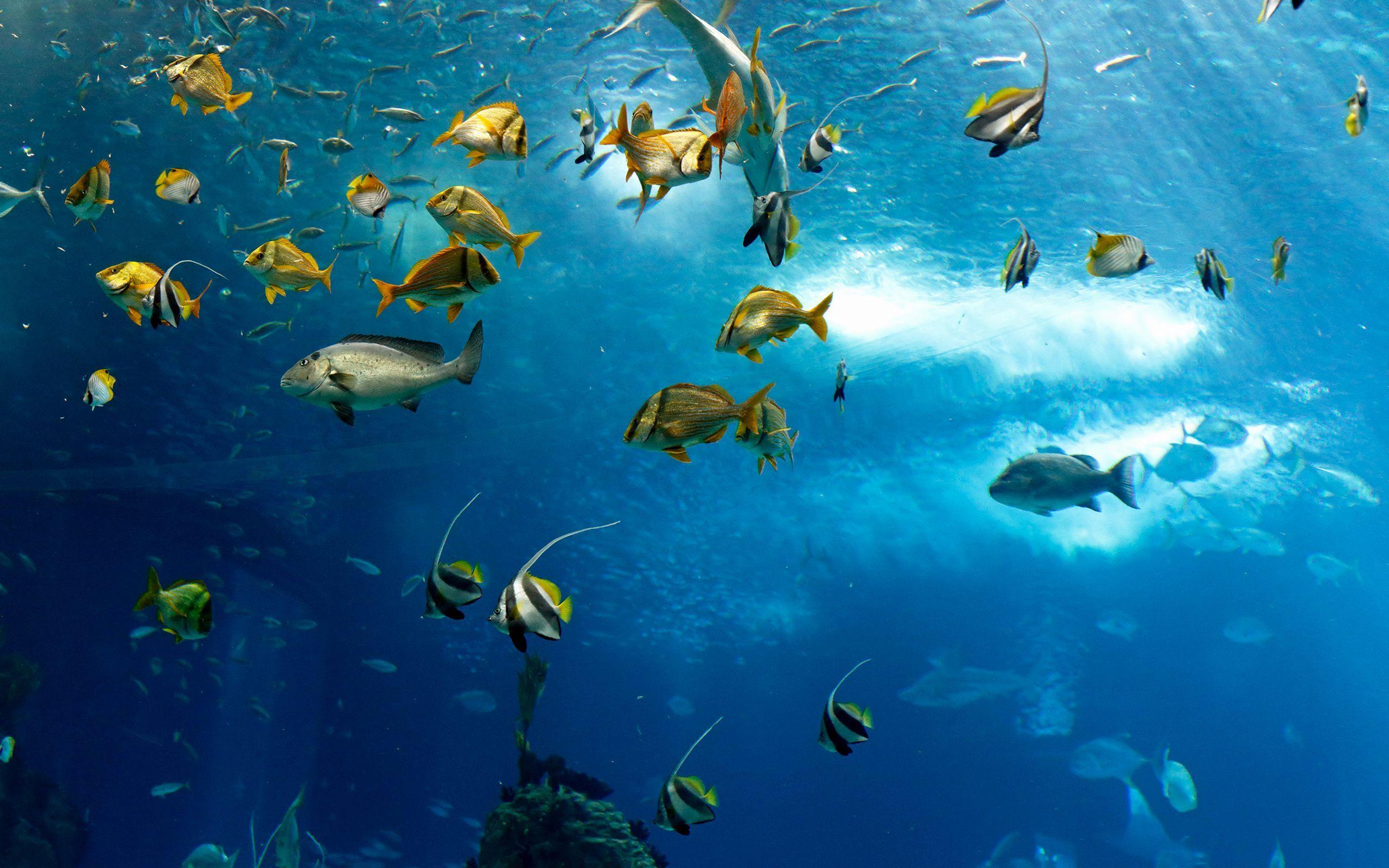2560x1600 Marine Life Wallpaper Wallpaper .