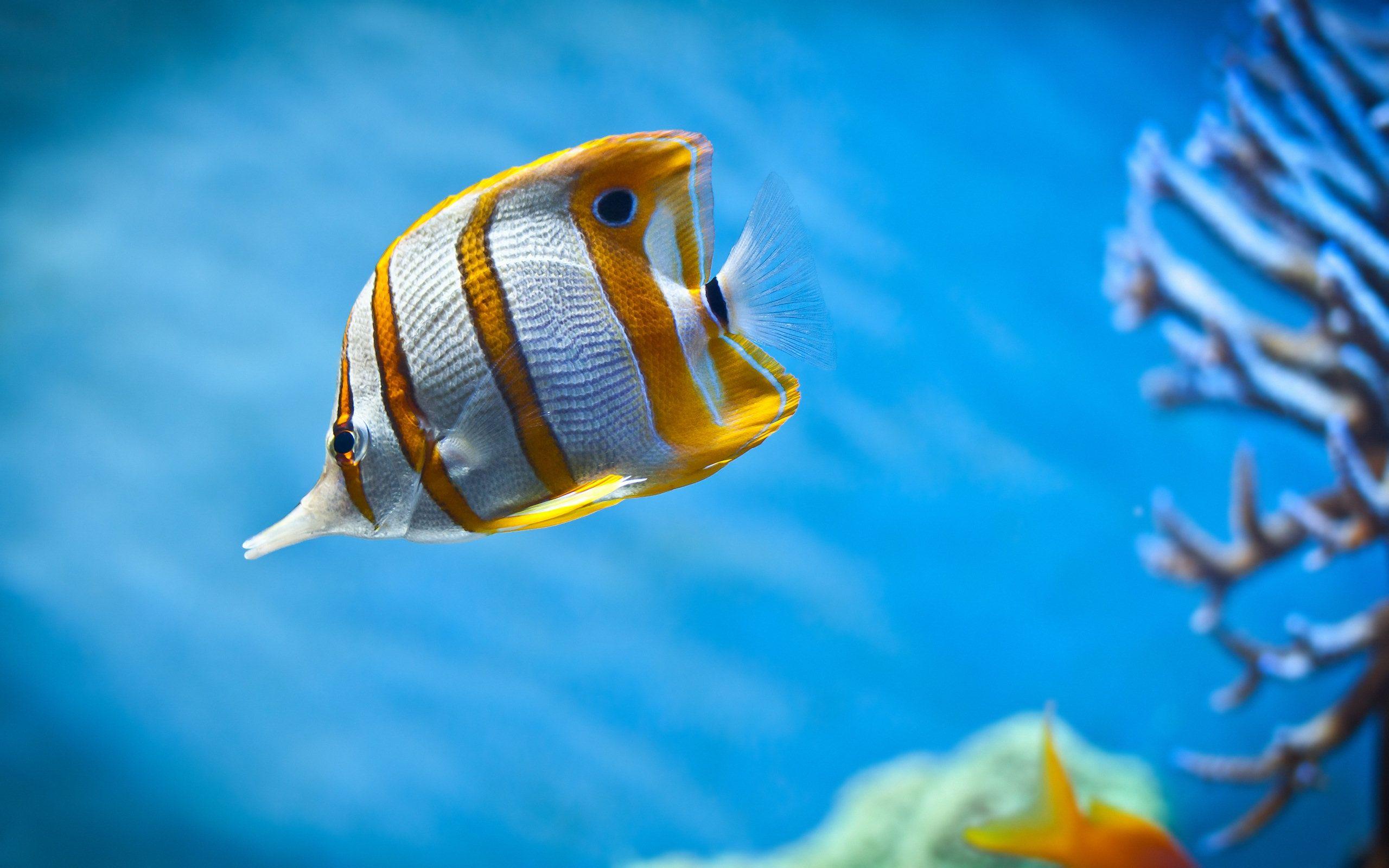 2560x1600 Fish Wallpaper
