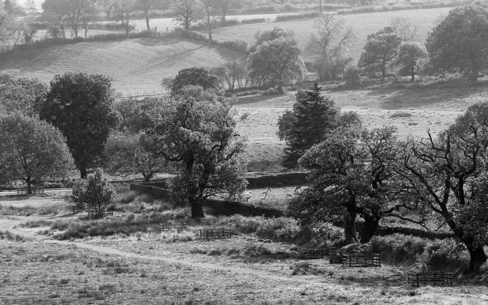 1680x1050 Wooded Landscape Black And White .ayay.co.uk