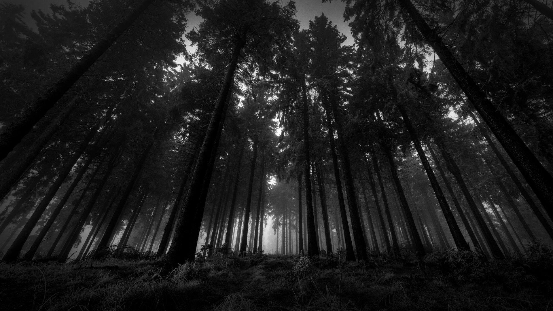 1920x1080 Black Trees HD Desktop Wallpaper on .wallpaper.dog