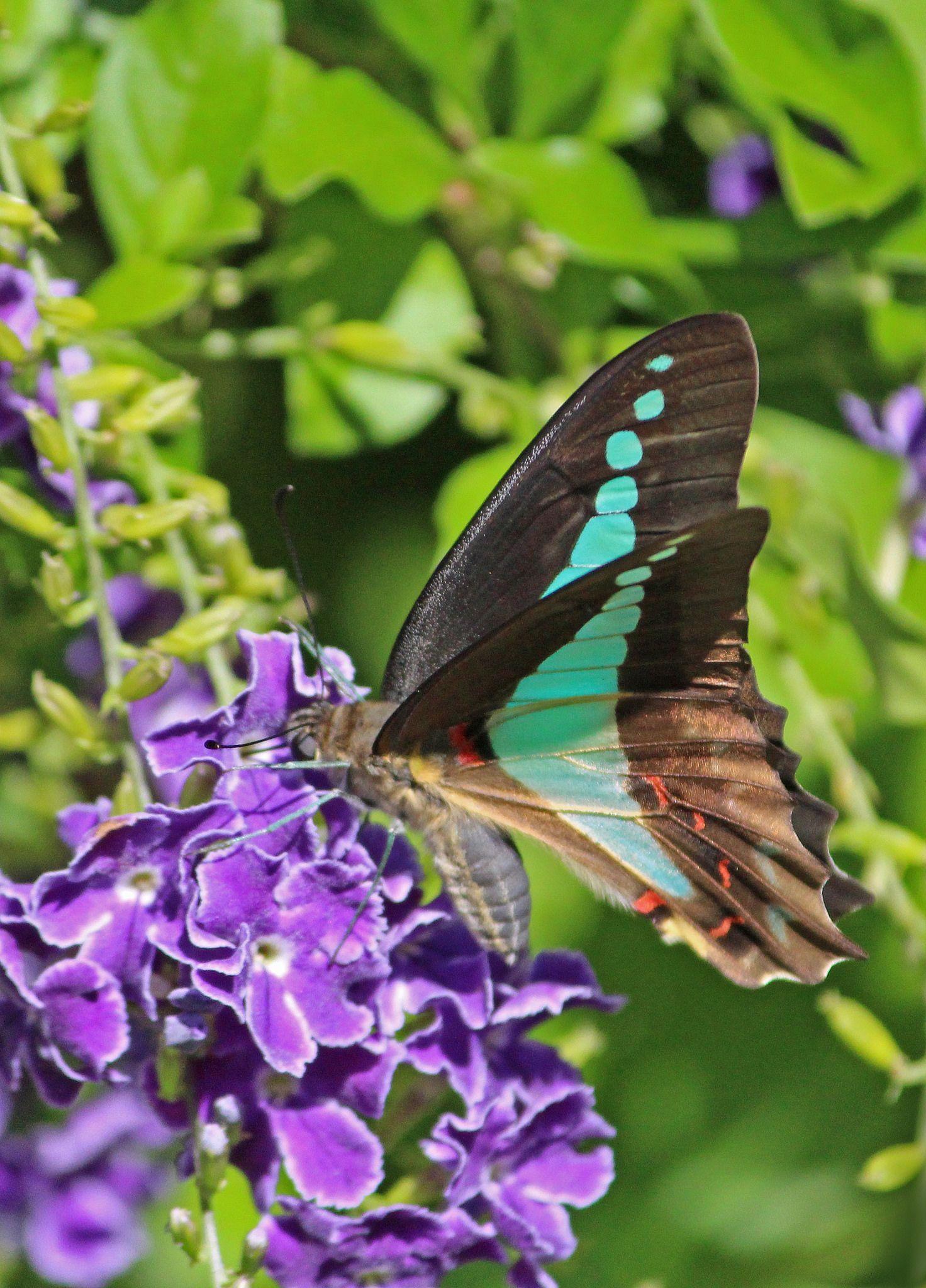 1472x2048 Bluebottle Butterfly 011. Butterfly and Gardens