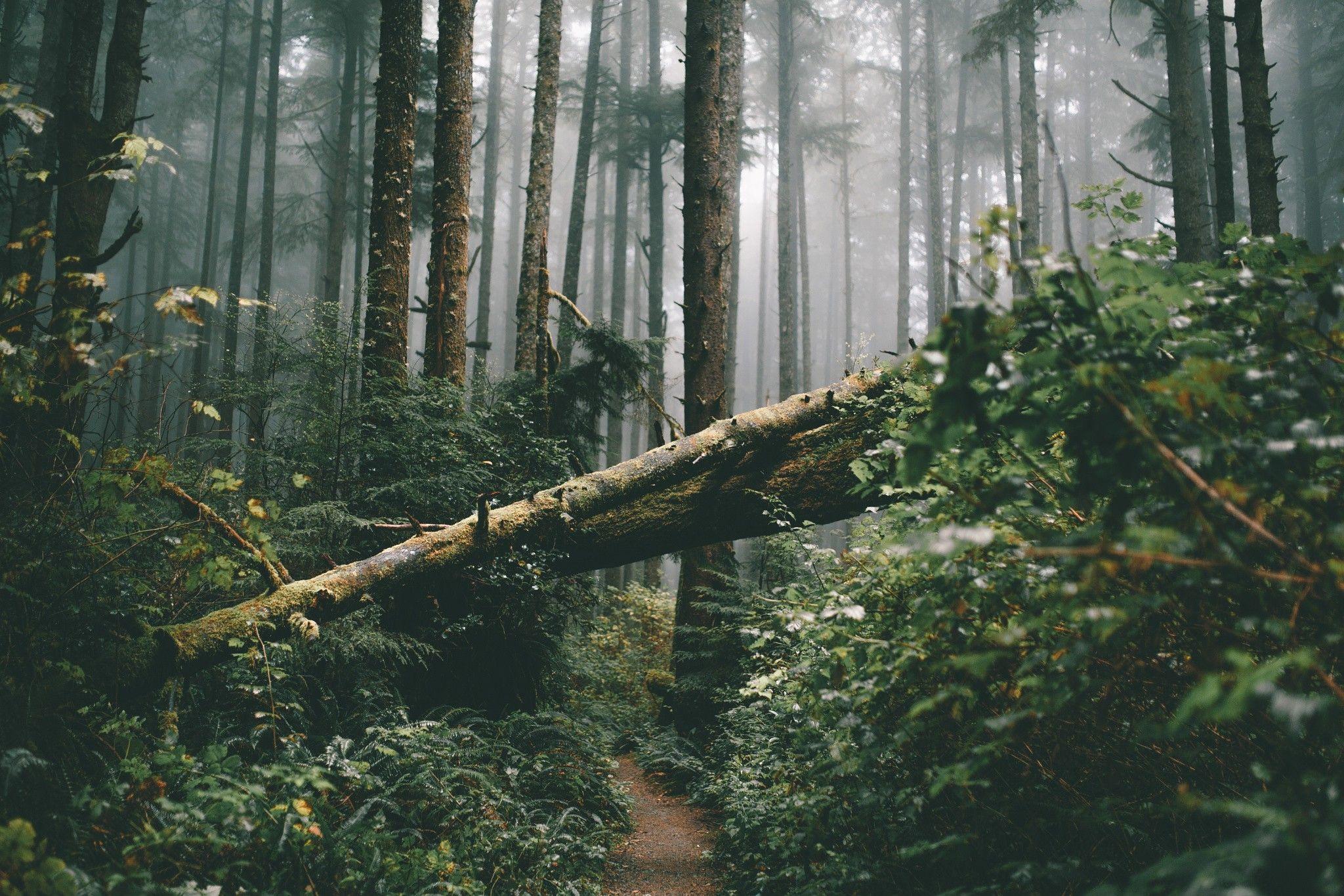 2048x1365 Dead Forest Wallpaper, Dead Wallpaper .