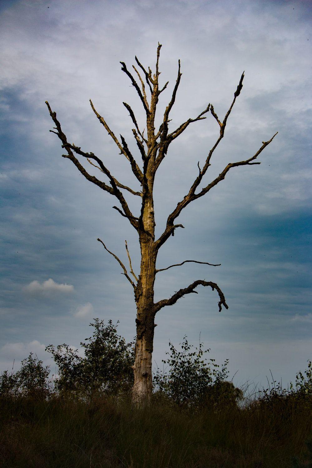 1000x1500 Dead Tree Picture. Download Free .com