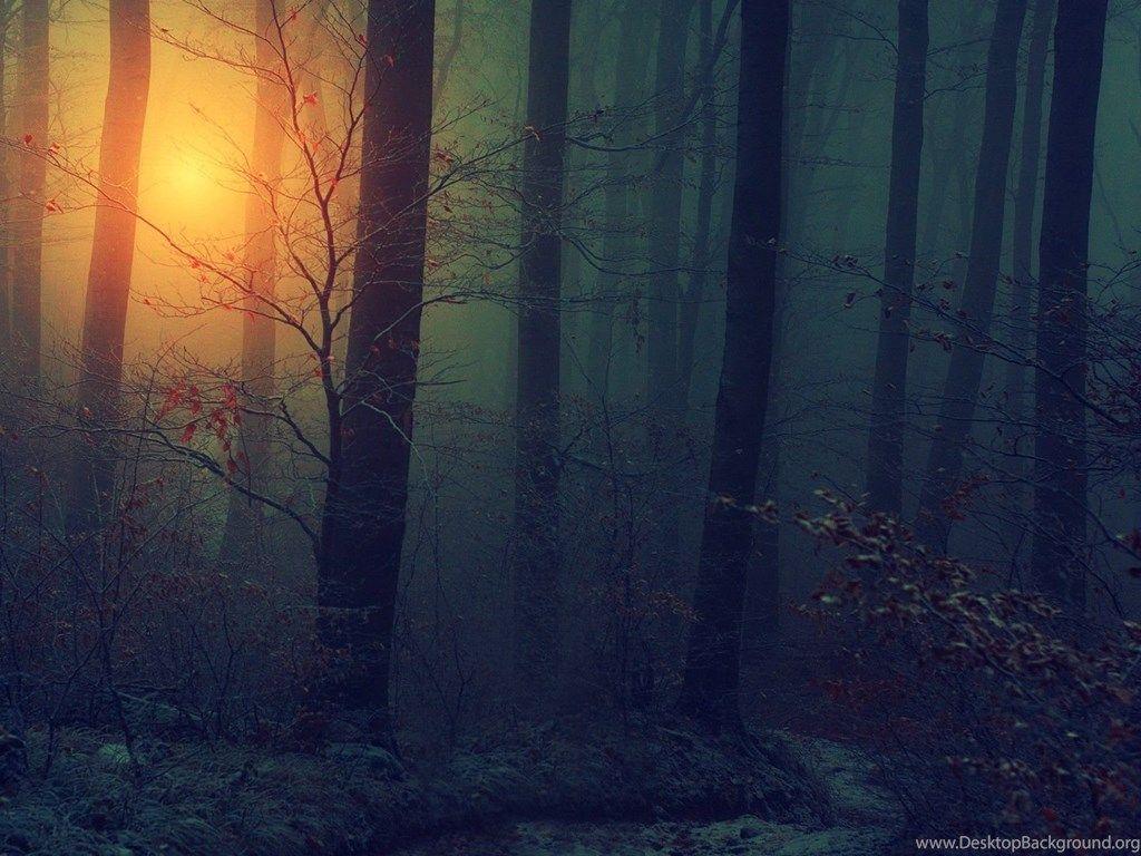 1024x768 Forest In The Winter And The Trees Are .