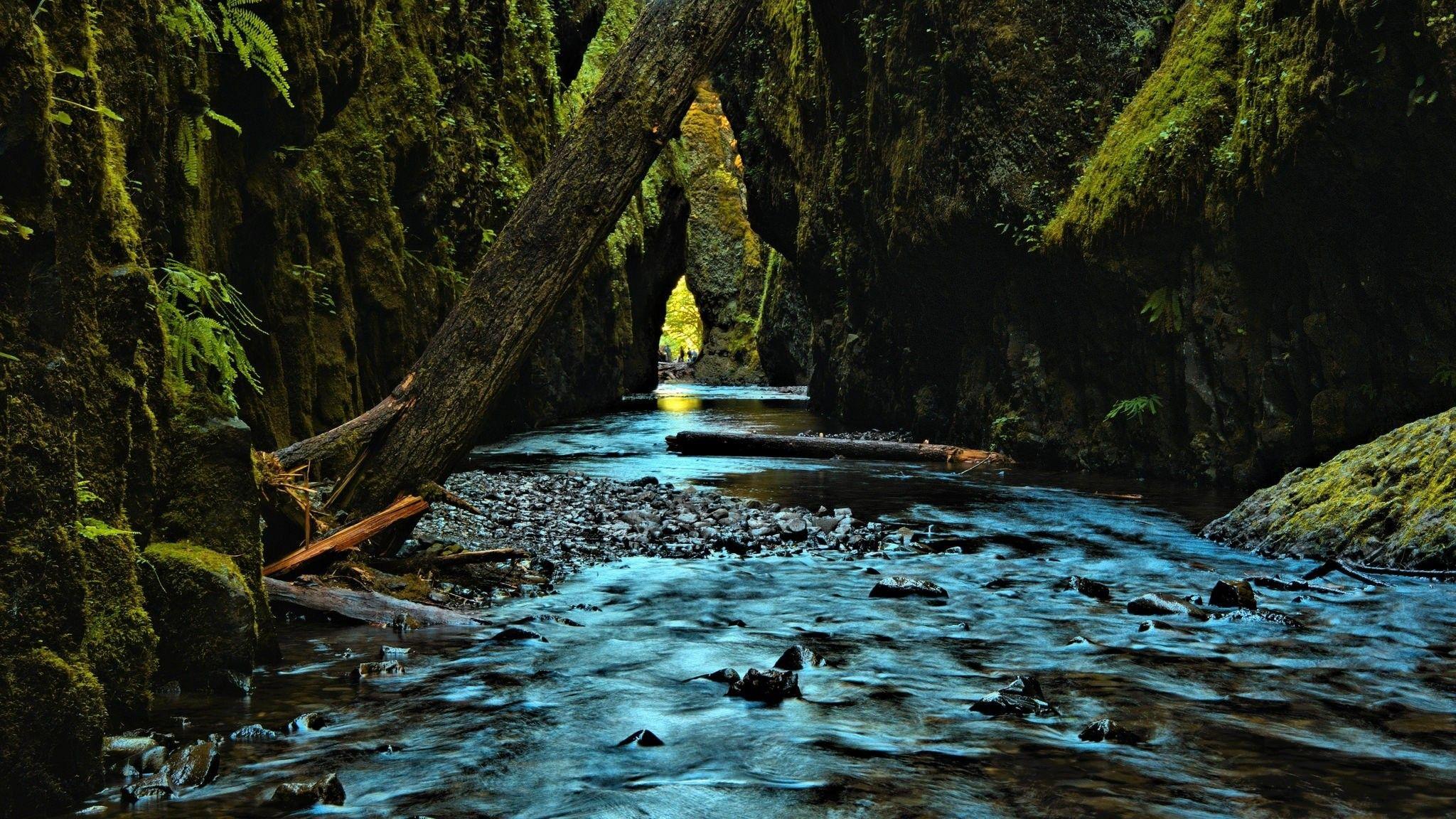 2048x1152 Trees, Free , Moss, Water .