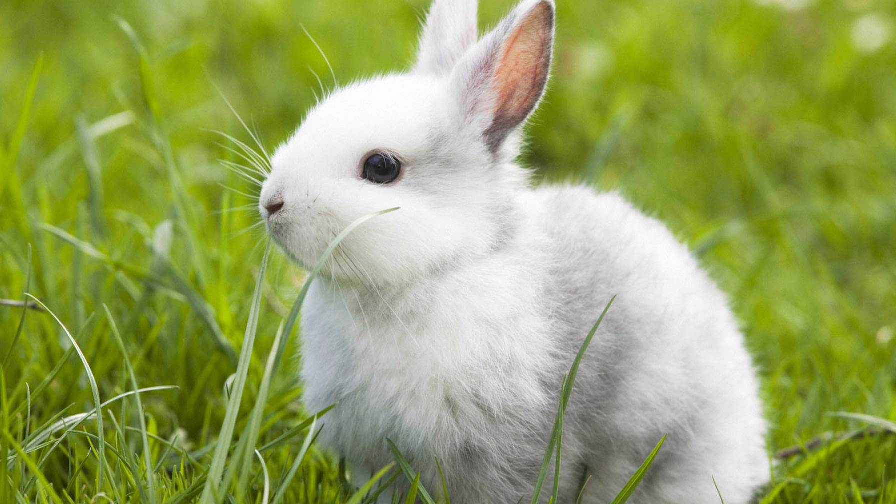 1792x1008 Sweet Rabbit Animal HD Photo White Bunny