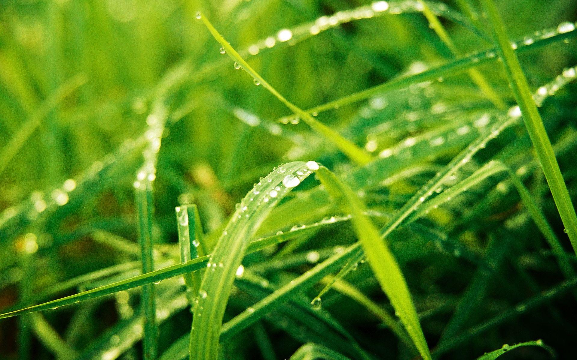 1920x1200 Nature Windows 7 Wallpaper HD .