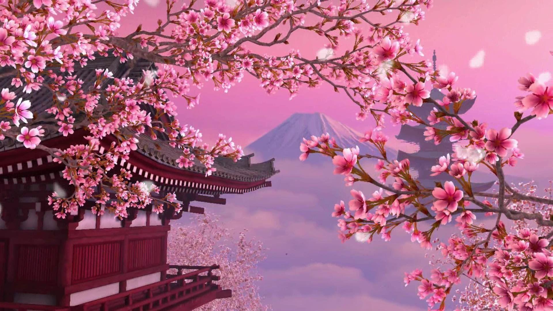 1920x1080 Aesthetic Cherry Blossom Background HD Wallpaper